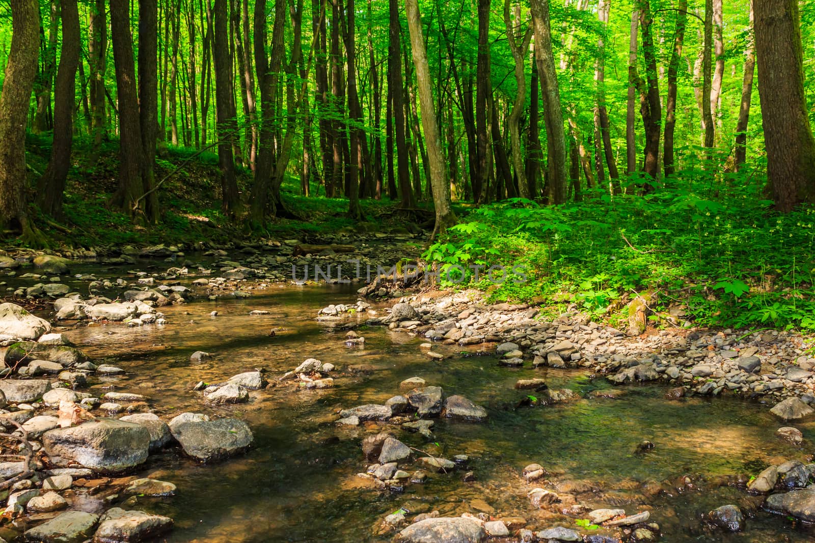 turn stream in forest by Pellinni