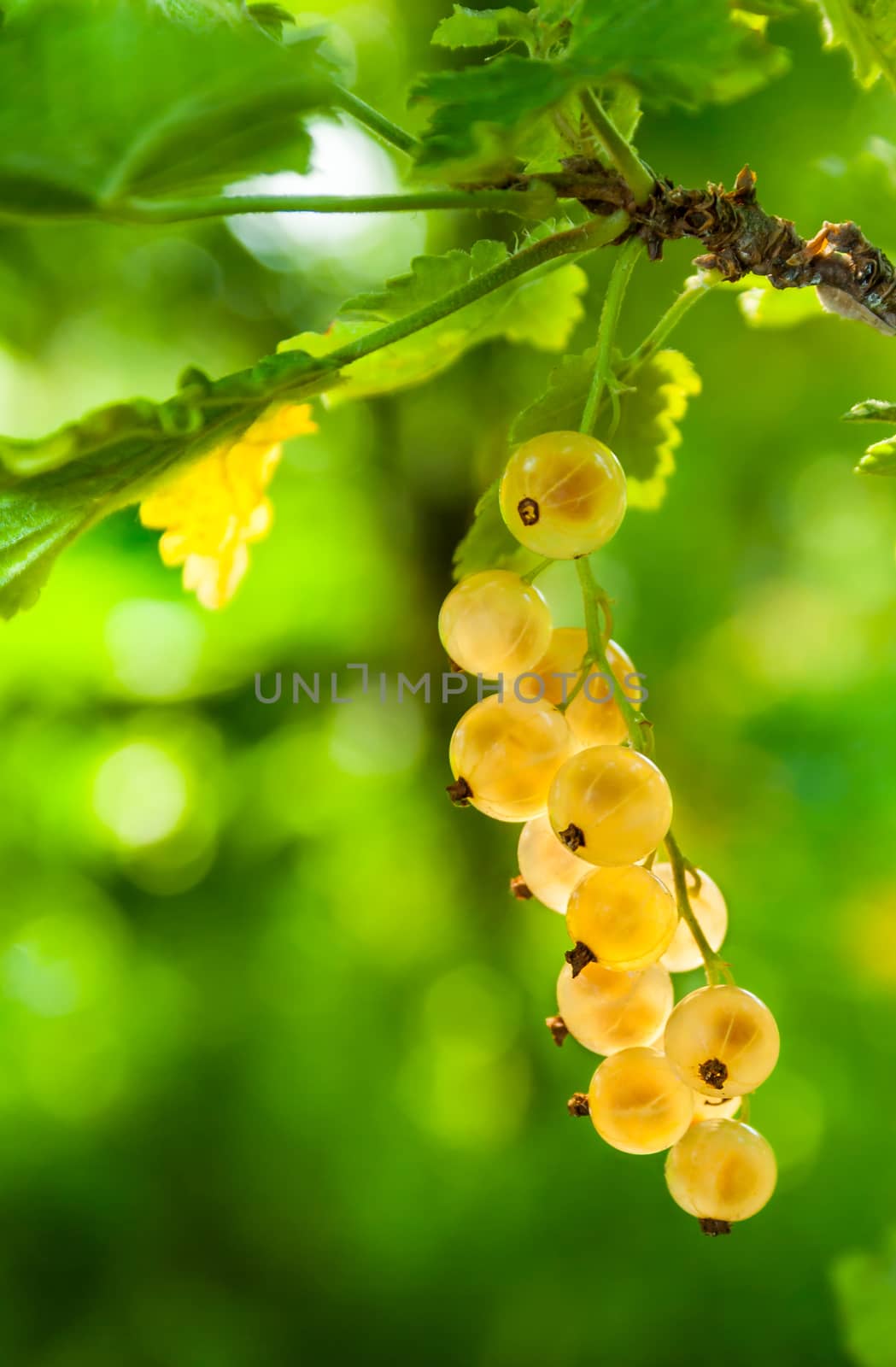 fresh young sprout of white currant on a green background of blurred foliage