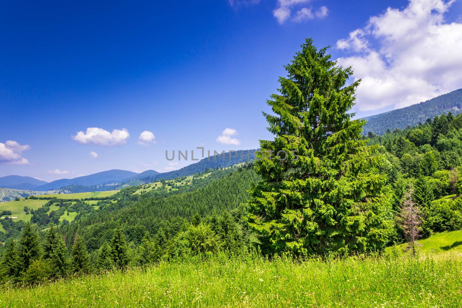coniferous forest in mountains in the summer in good weather