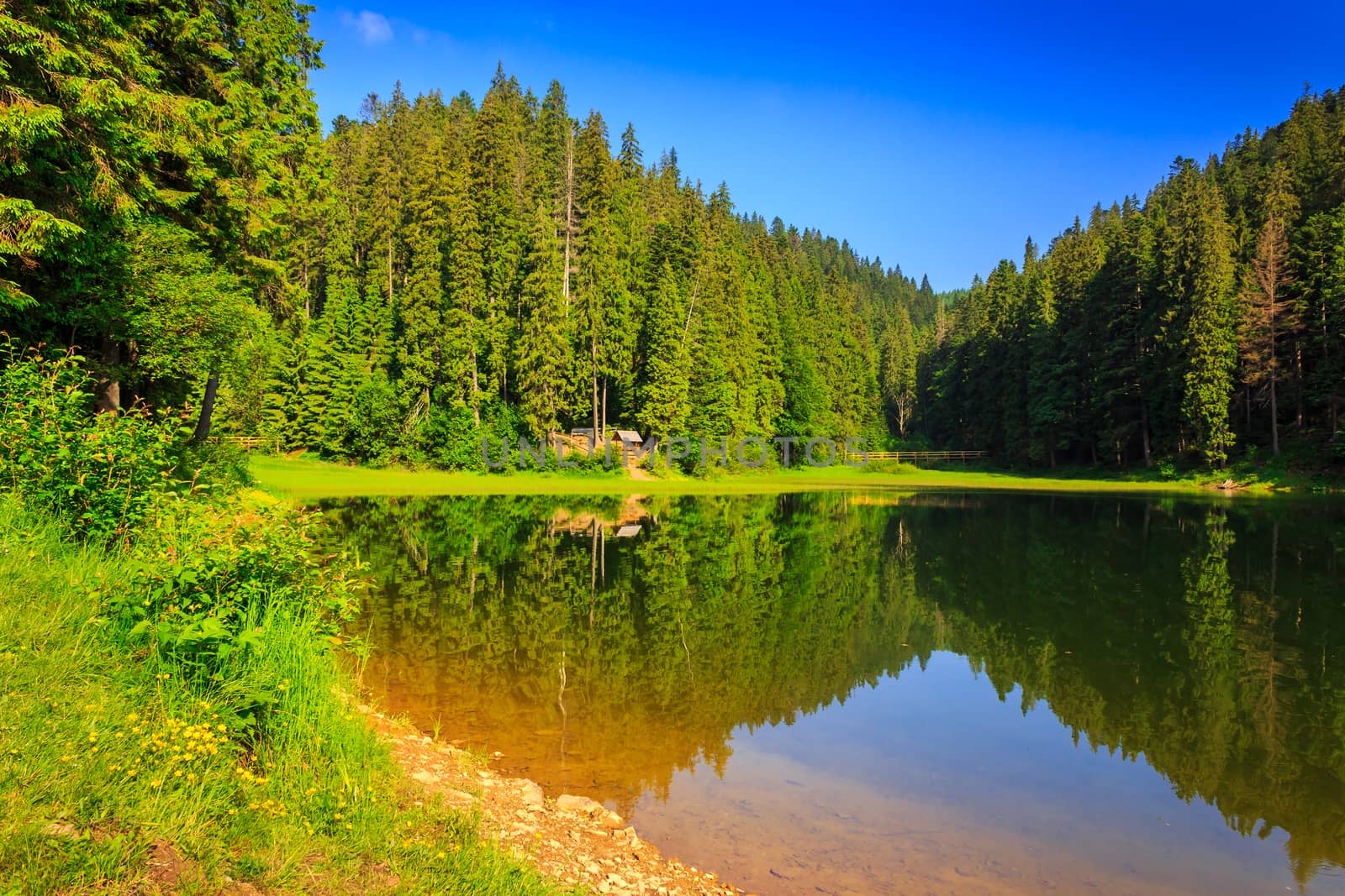view of a mountain lake near the pine forest early in the morning