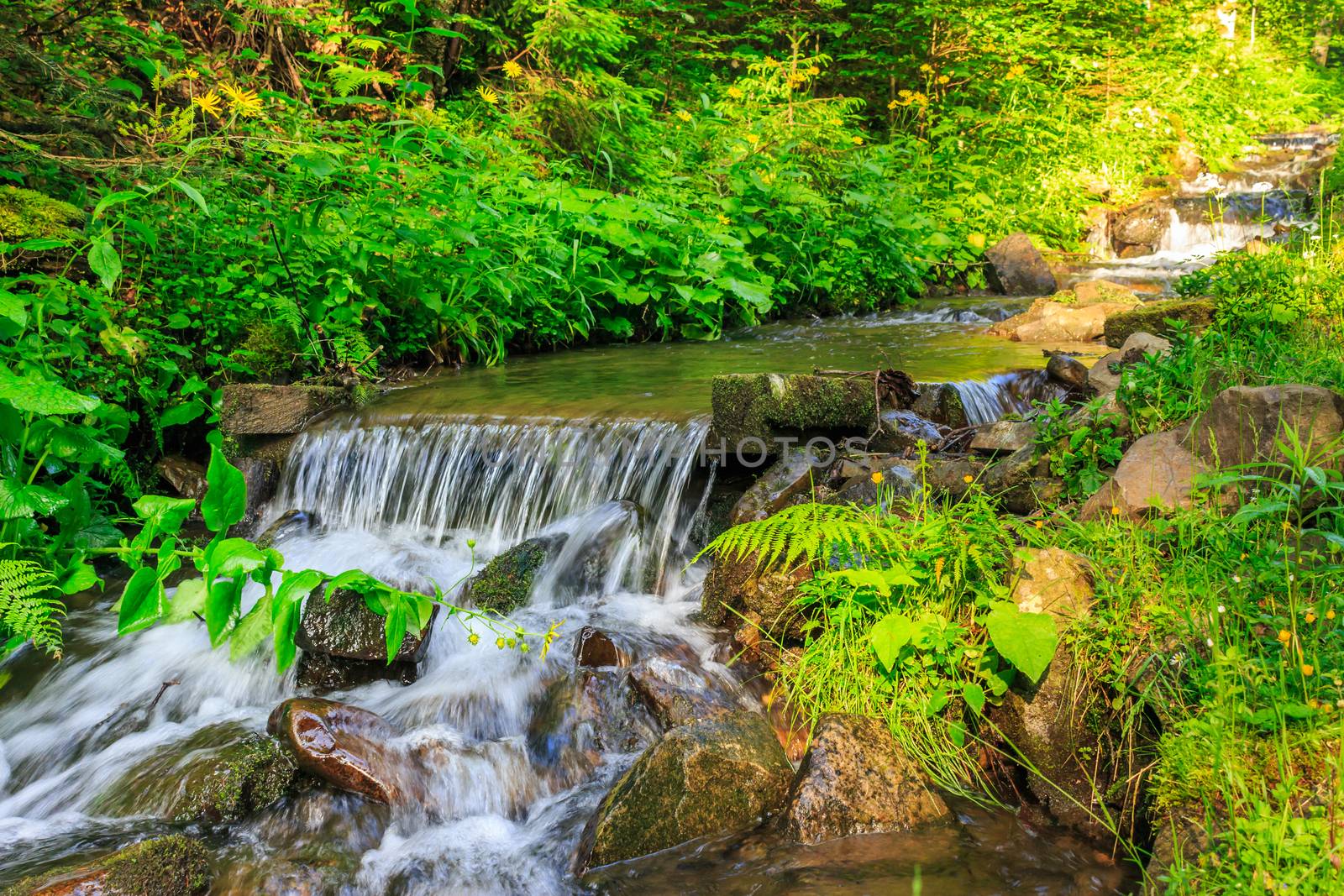 narrow forest stream runs along the ferns, water splashes on the rocks near the cascade