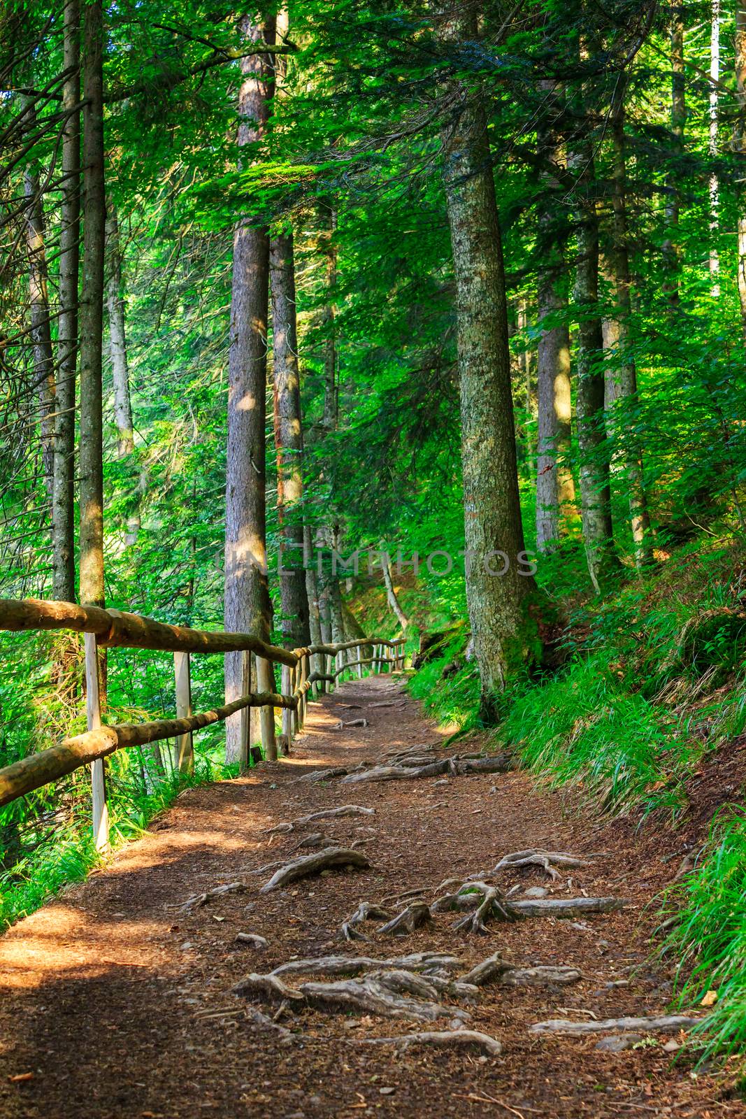 narrow mountain path in a coniferous forest. small wooden fence near the slope of the path. tree roots have sprouted across the footpath.