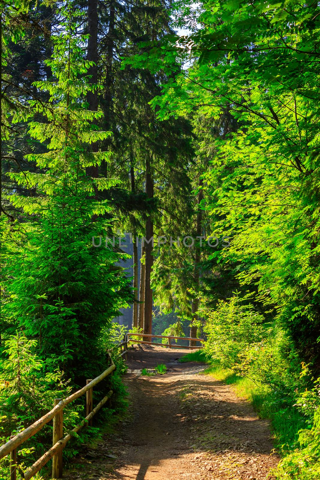 narrow mountain path in a coniferous forest. small wooden fence near the slope of the path. trail in the backlight, turn to the right