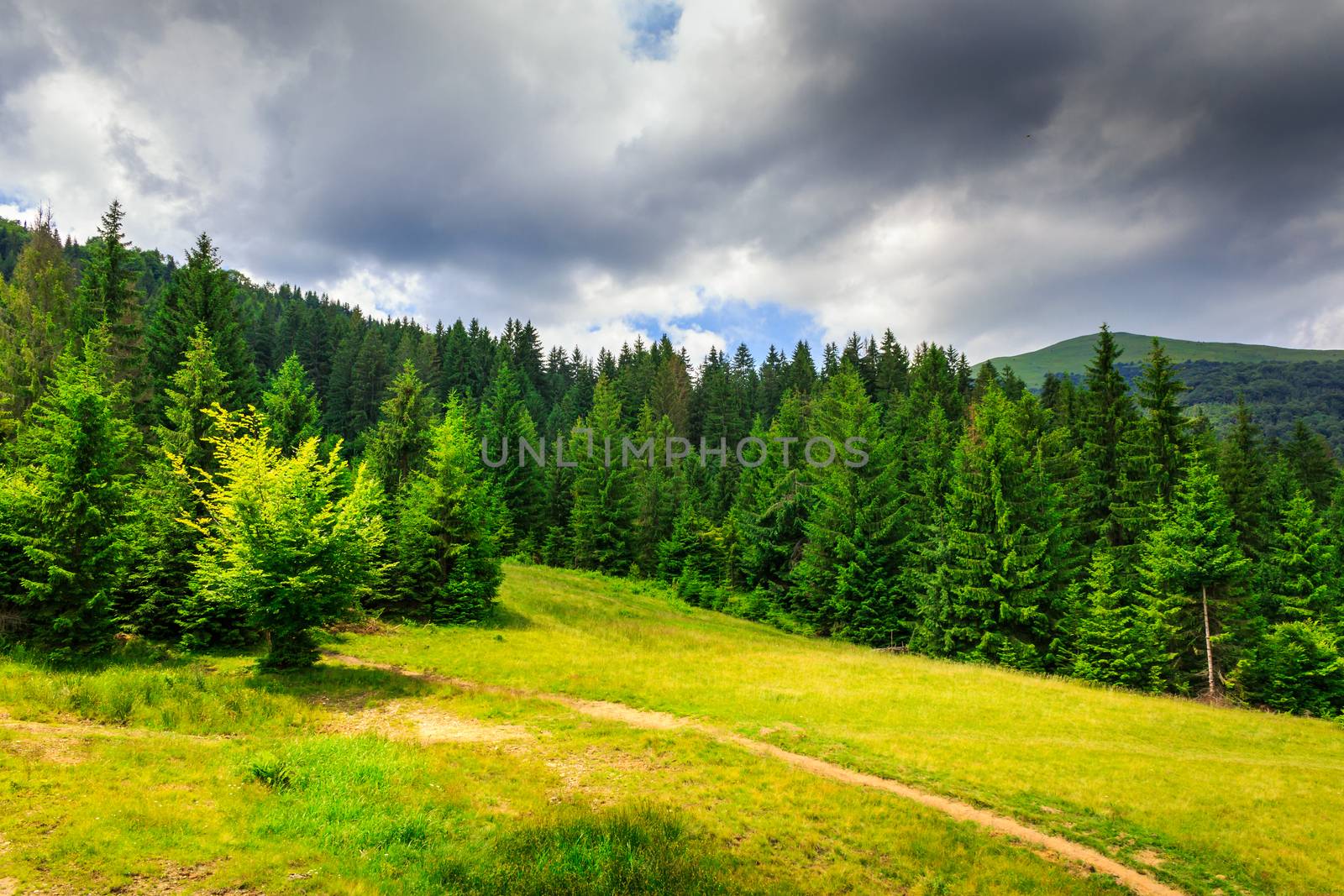 a large clearing with a footpath in a coniferous forest in the mountains. the sky is filled with clouds before the storm.