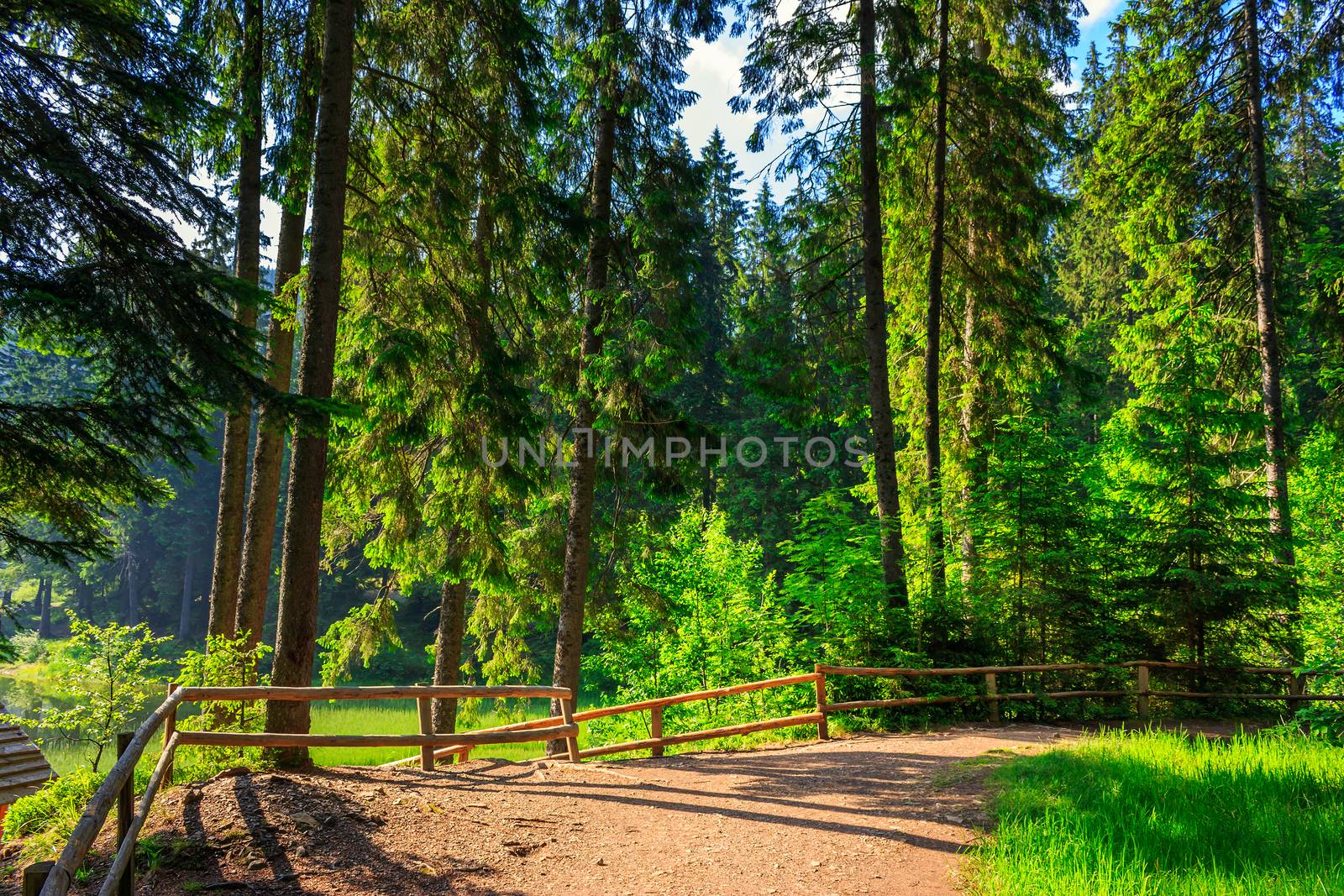 wide trail with a wooden fence near the lawn in the shade of pine trees of green forest