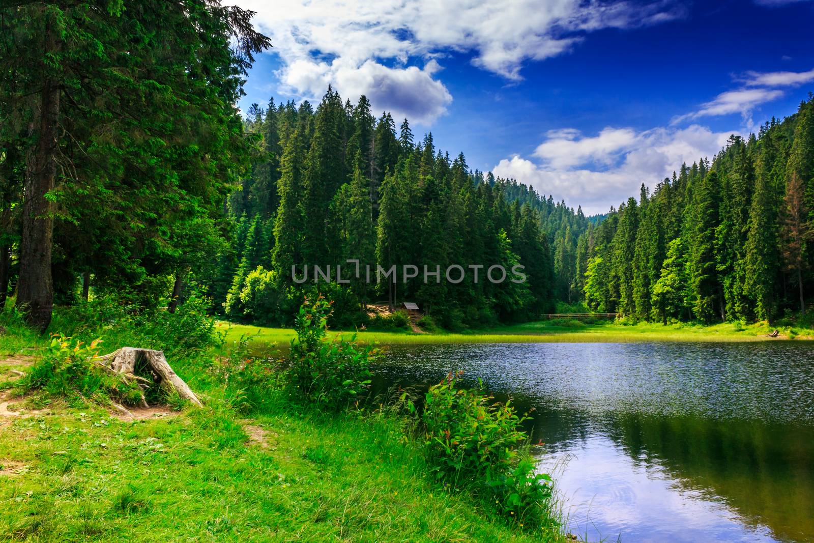 stump and bush on the bank of a lake in a mountainous coniferous forest