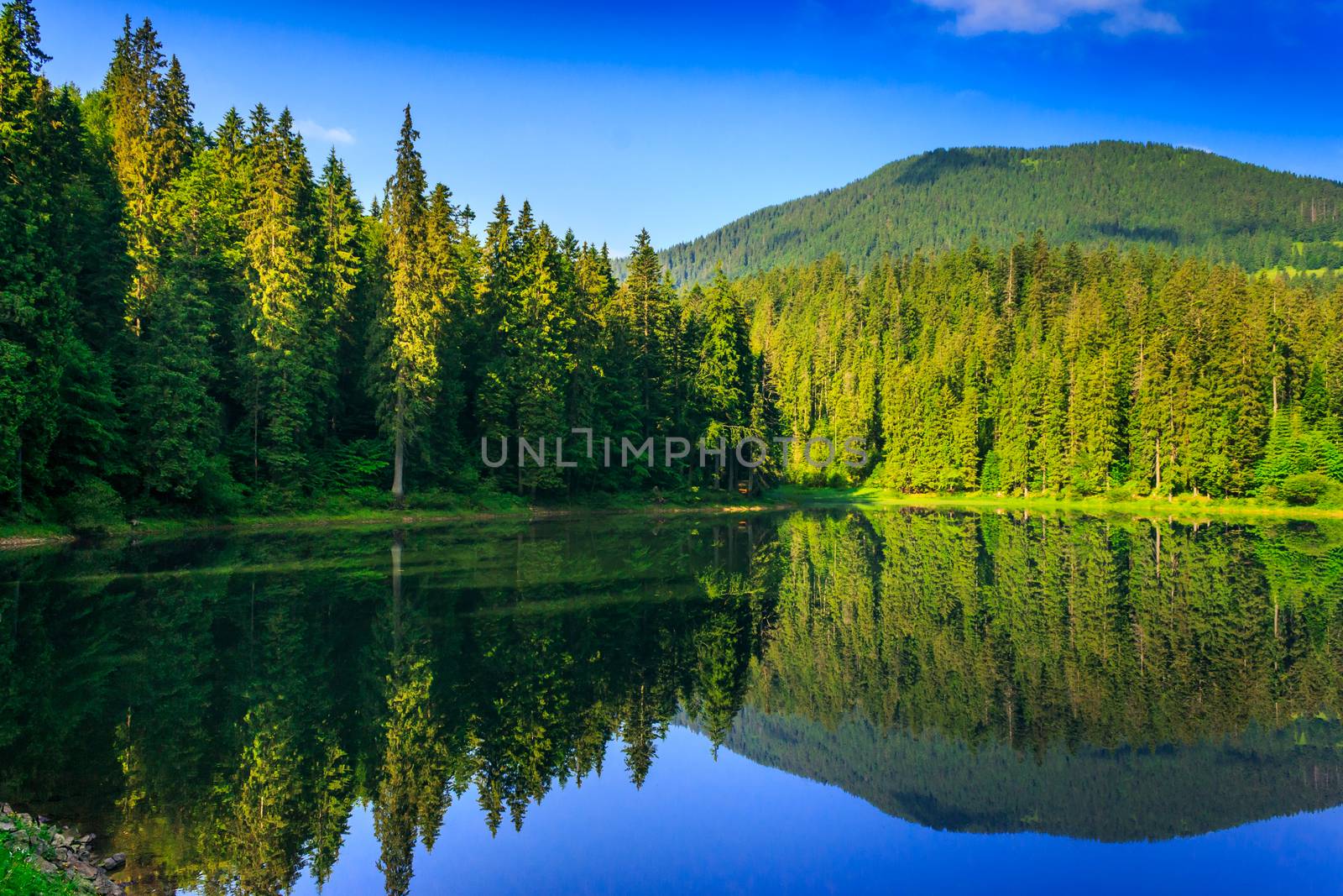 landscape by the lake in the early morning. coniferous forest near the lake and the forest mountain