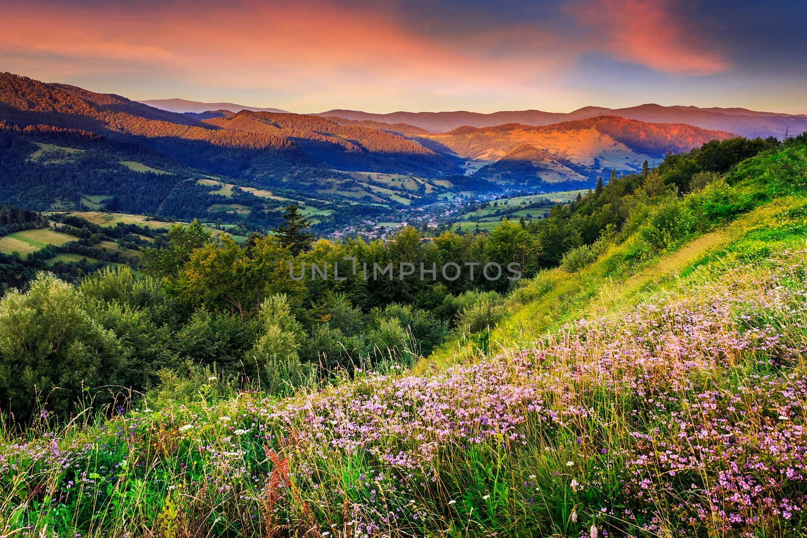 wild flowers in mountains by Pellinni