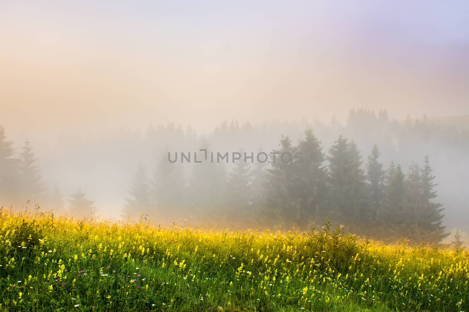 meadow with mountain herbs and trees in the fog