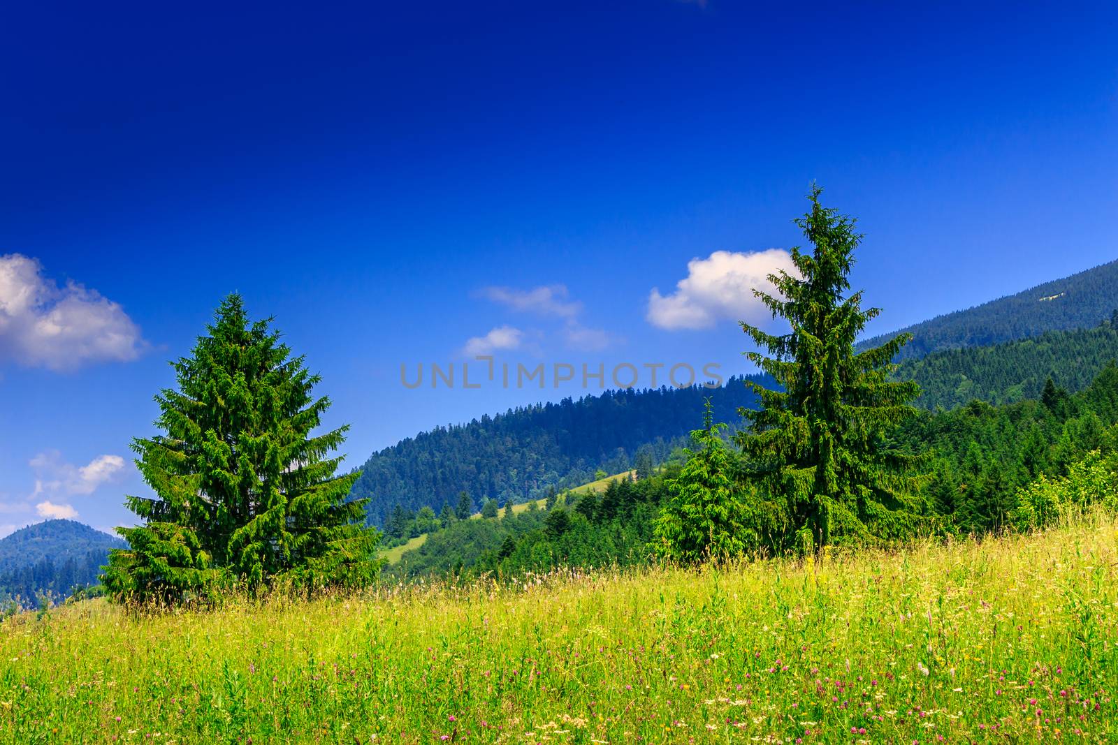 Two coniferous tree on a glade in mountains