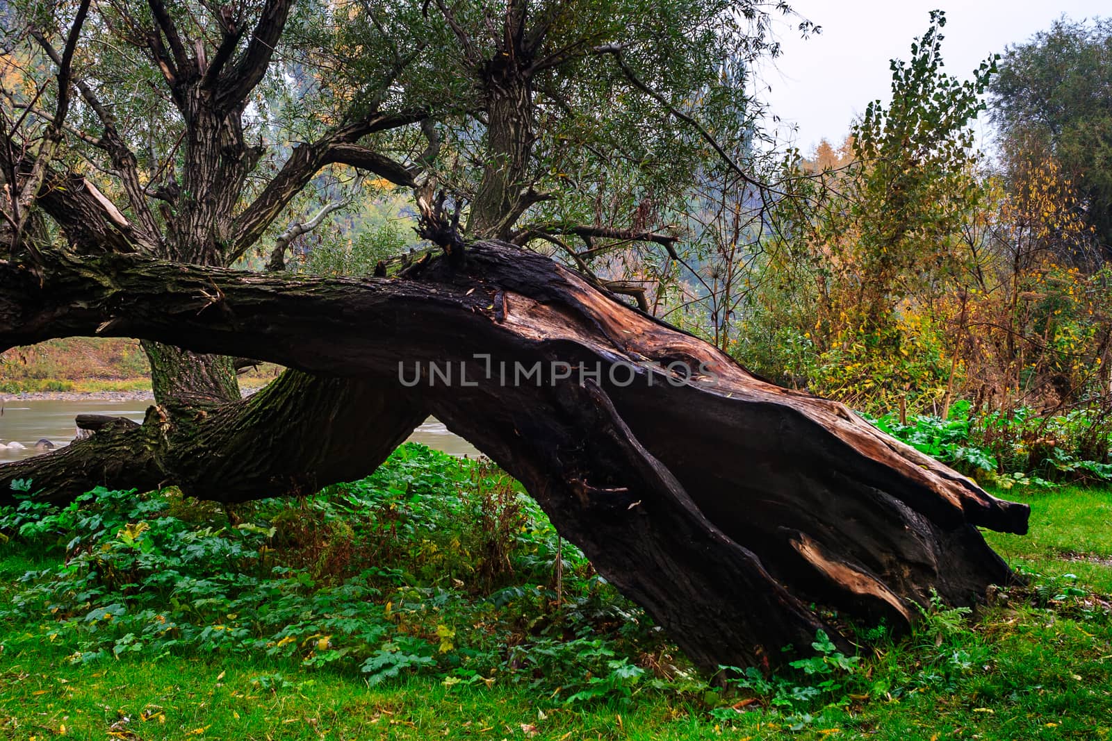 tree striked by lightning by Pellinni