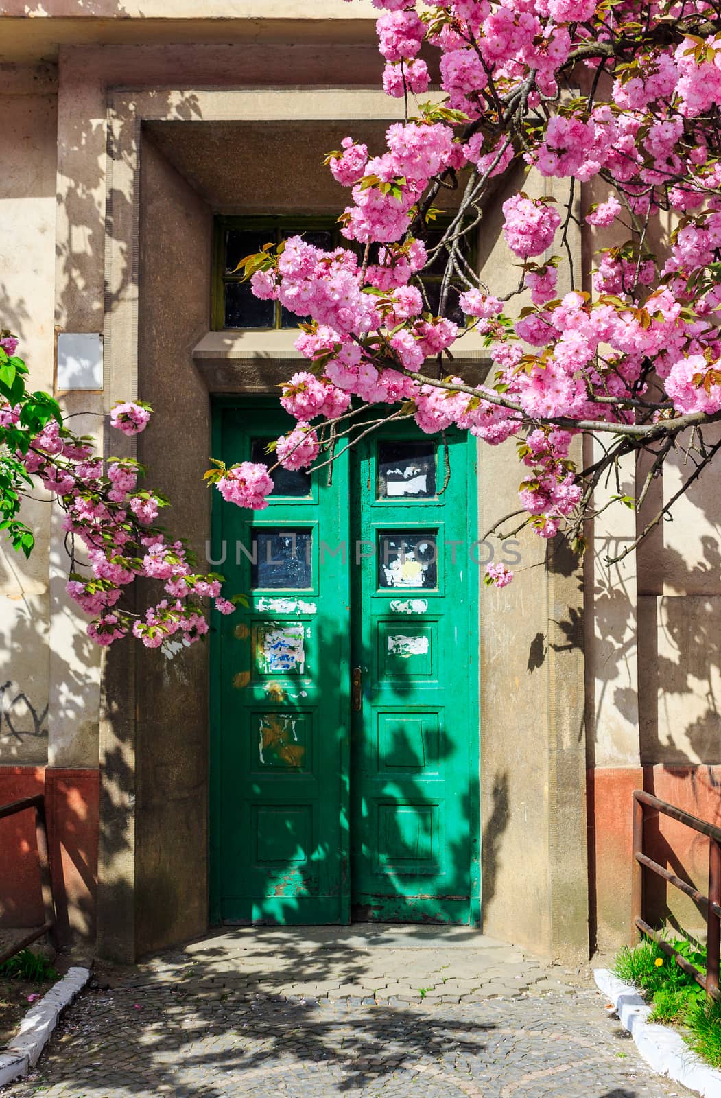 sakura tree blooms  in front of door by Pellinni