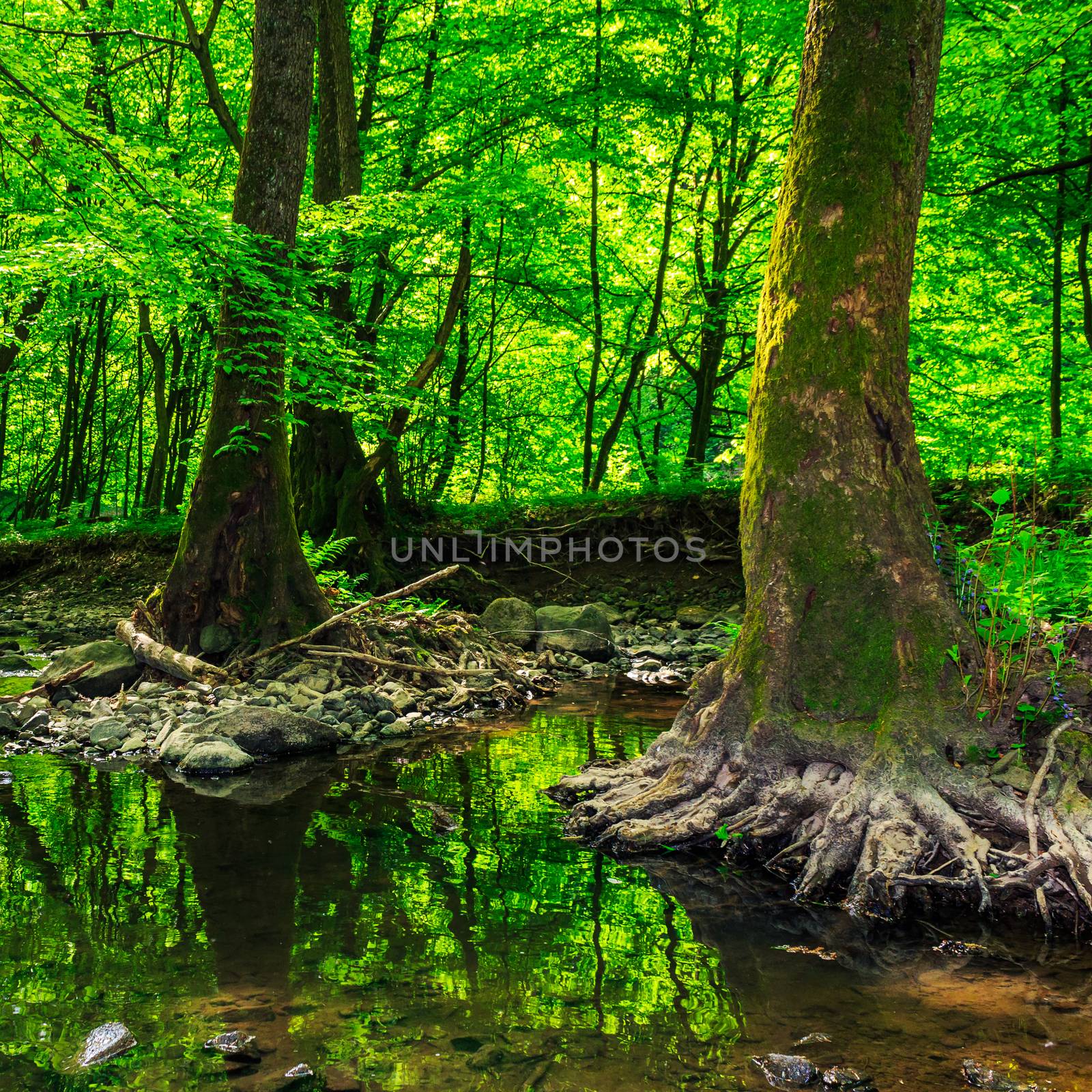 strong roots in creek by Pellinni