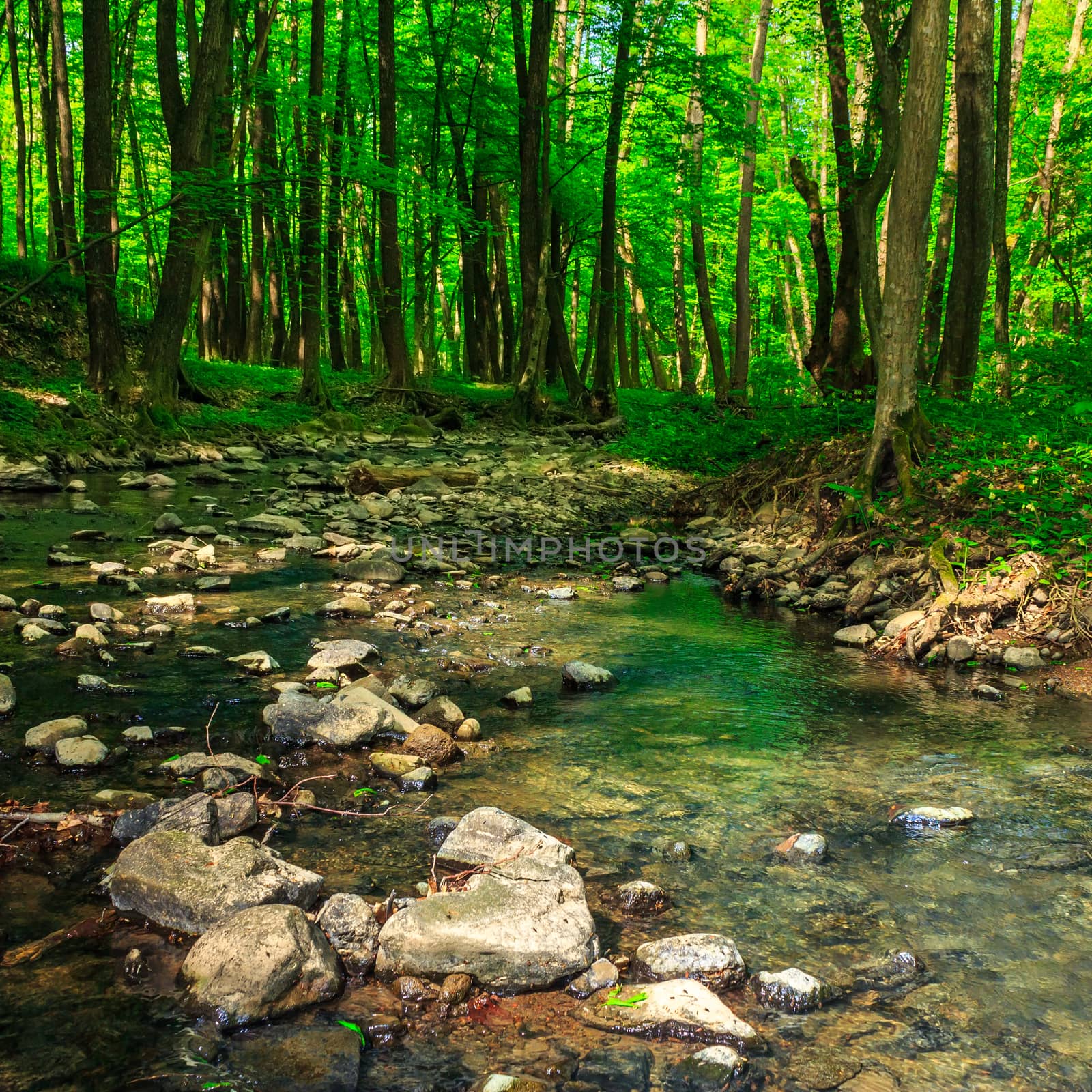 clear forest brook with stones and tree roots