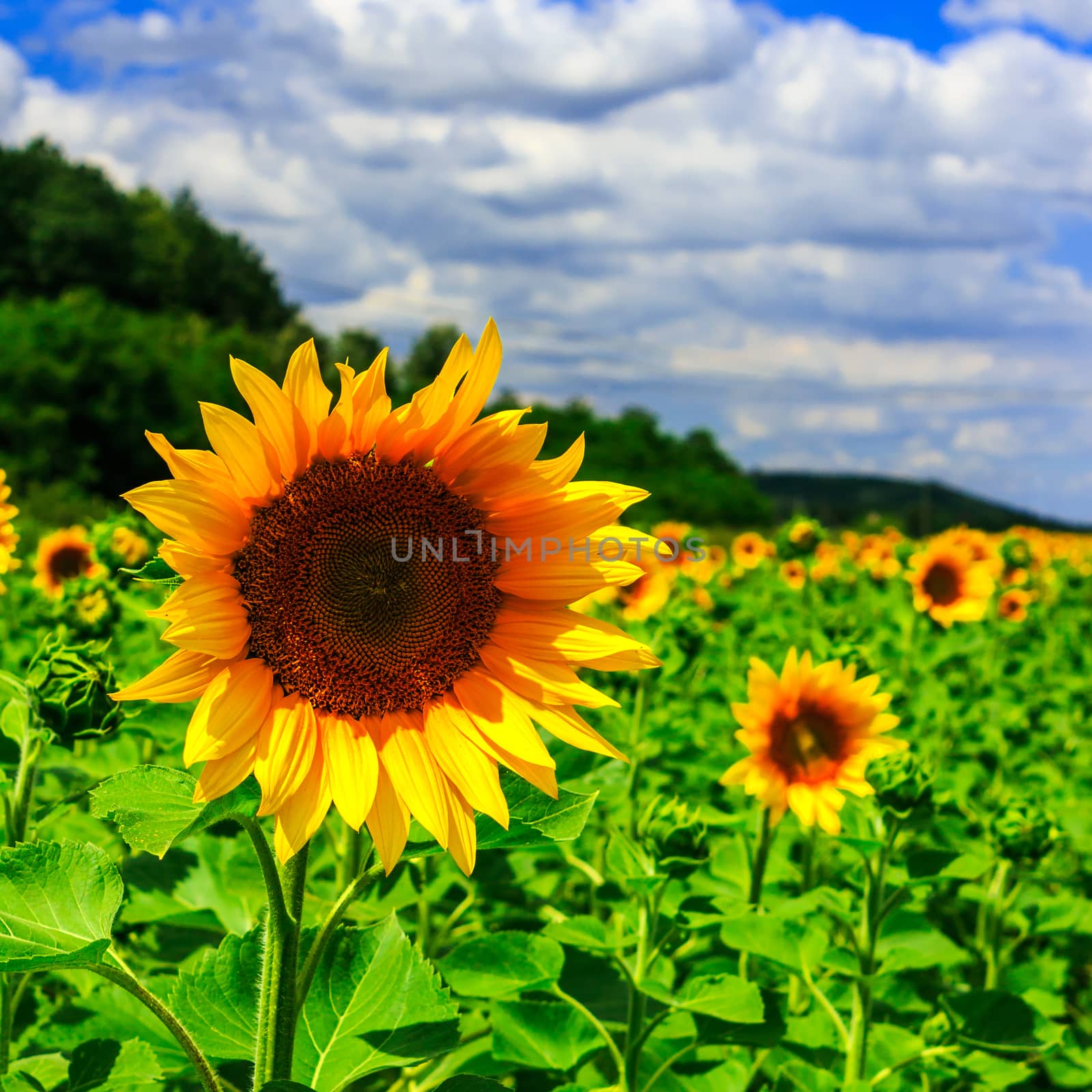 rows of young sunflowers near the hill under a blue sky square