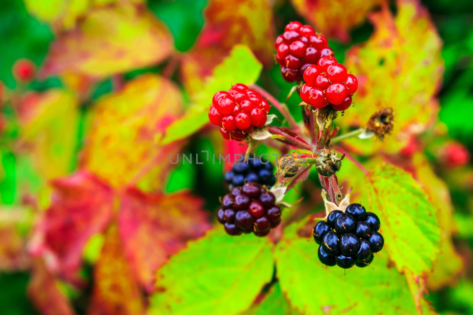 wild blackberry ripening process by Pellinni