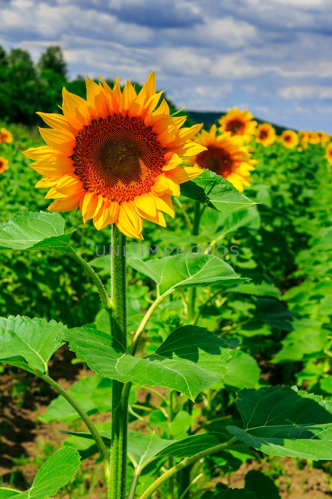 rowsof young sunflowers near the hill under a blue sky vertical