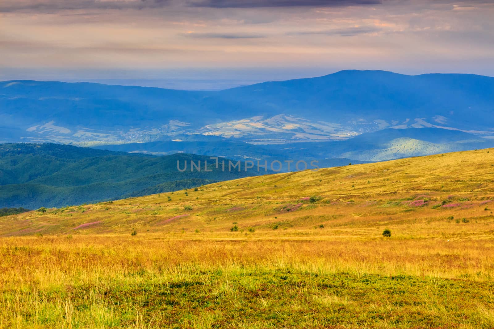 yellow grass and lavender fields on high mountain meadows