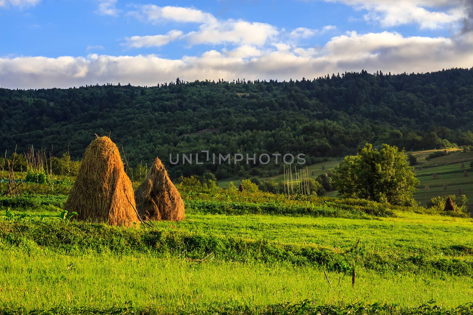 a pair of haystacks and a tree on a green meadow at the foot of the mountain