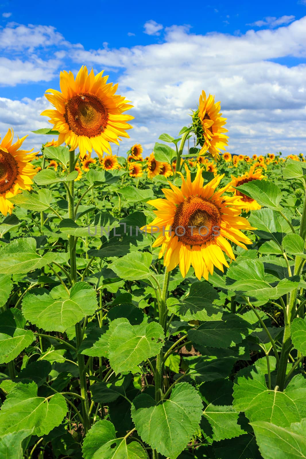 young field of sunflowers under the blue sky vertical