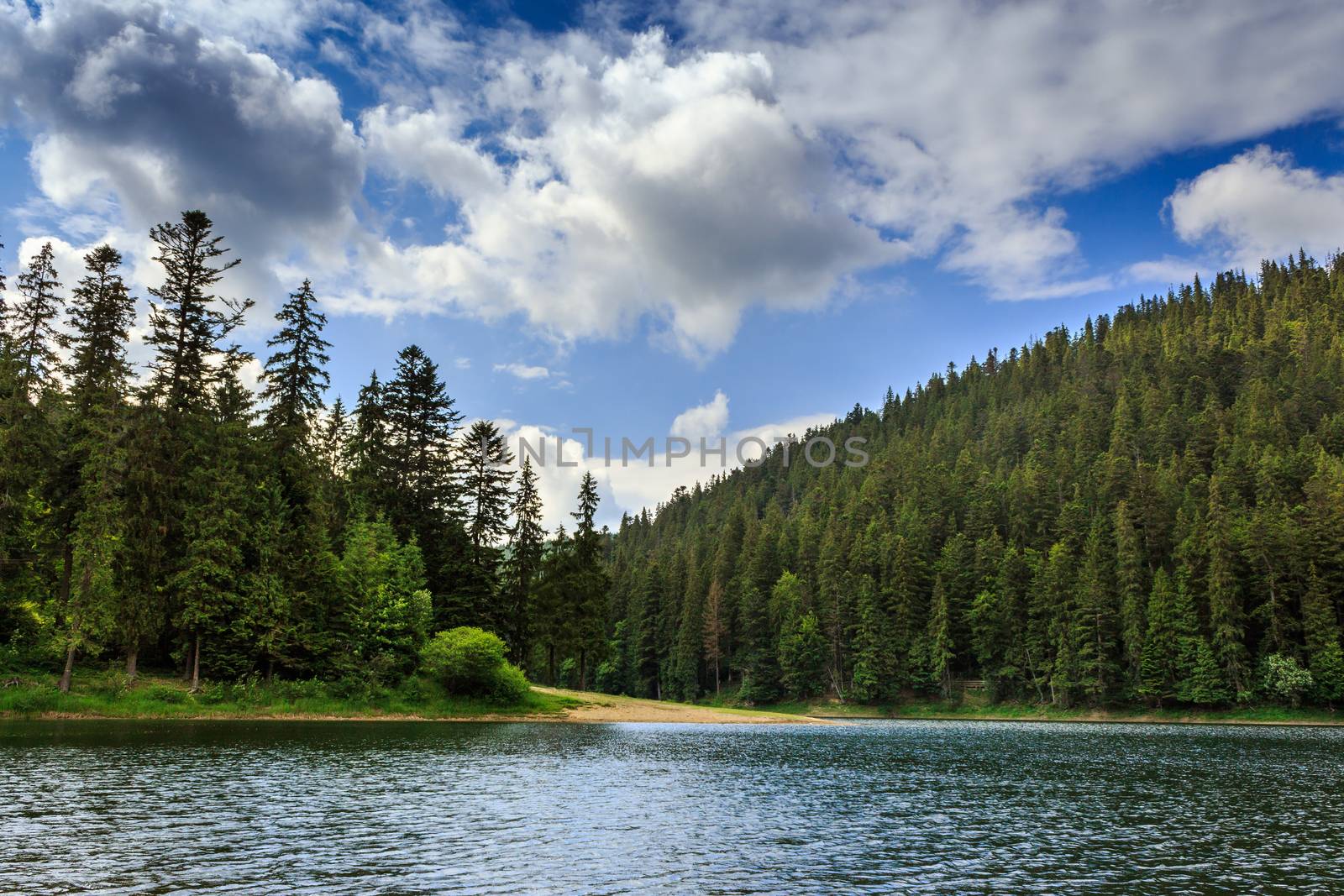 coniferous forest on the shore of a lake in mountains by Pellinni