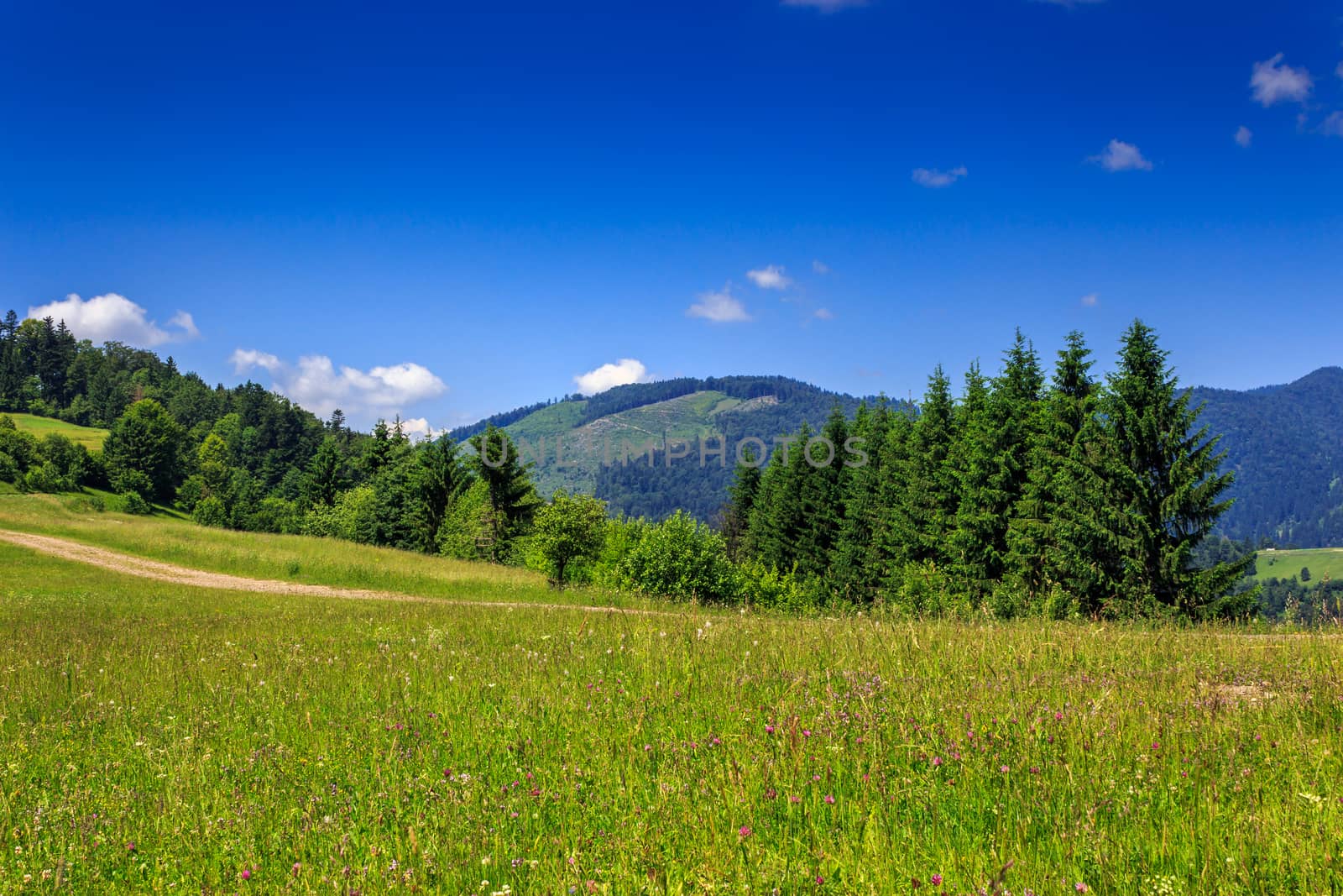 large meadow with pine trees on the hill in front of a mountain