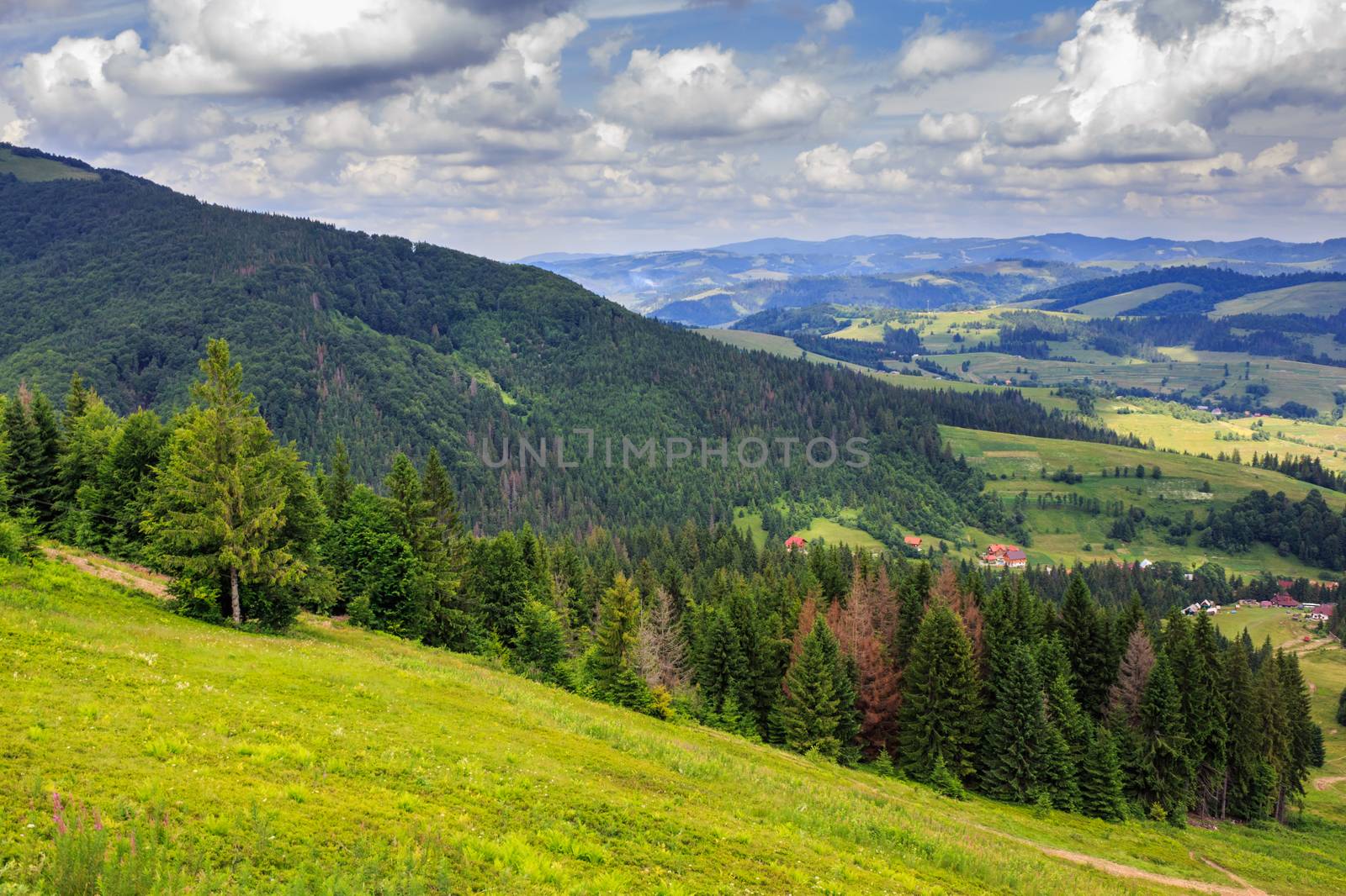 coniferous forest on a steep mountain slope