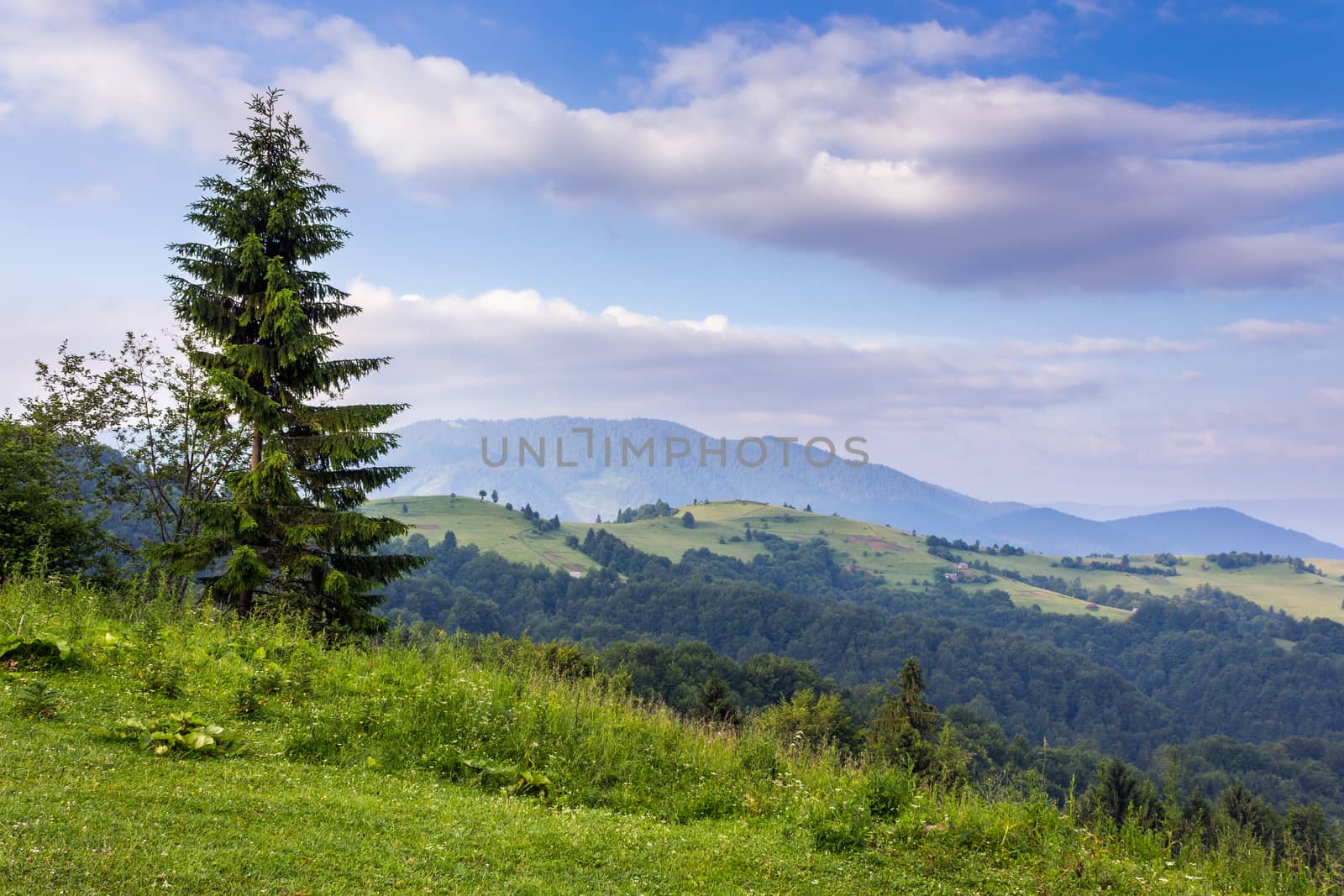 fir tree on the edge of clearing in mountains