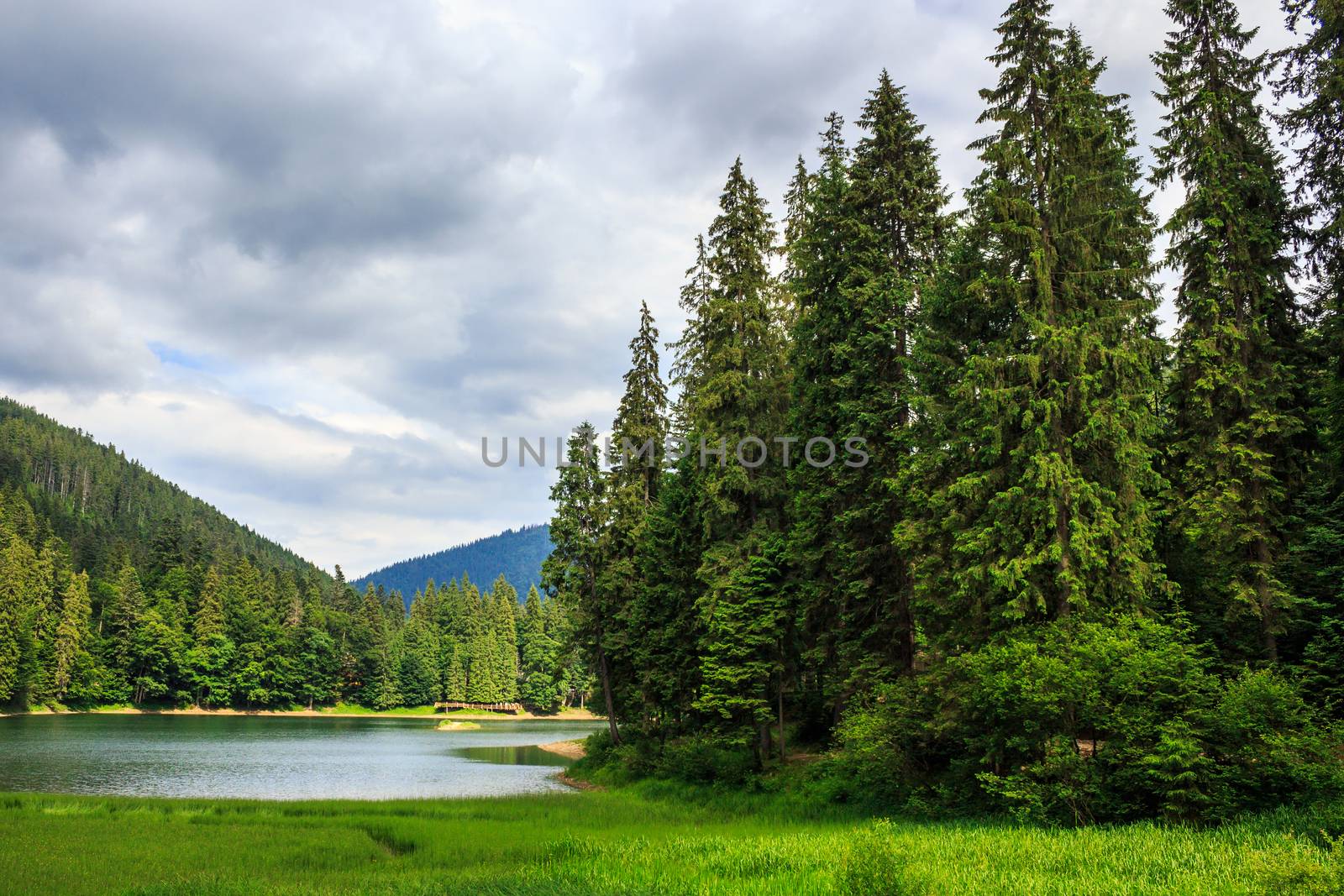 coniferous forest on the shore of a lake in mountains