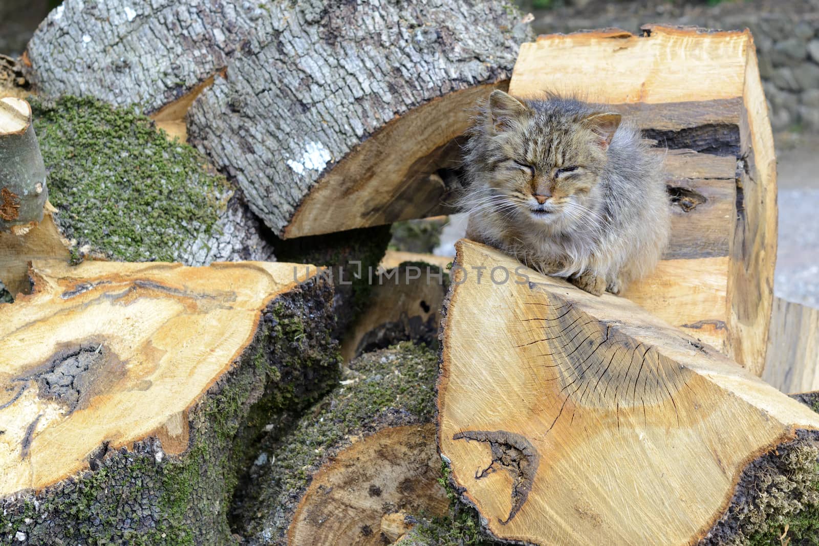 The old cat rests in the sun on top of wood piles