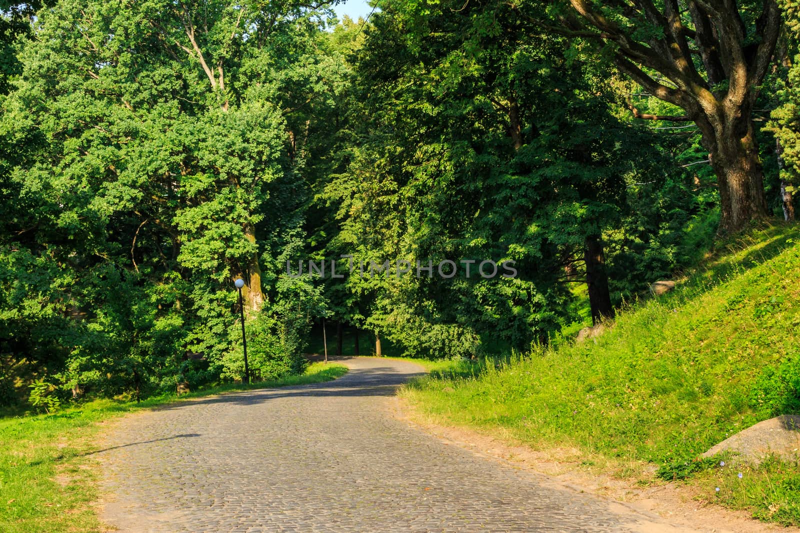 paved path winding among the trees in a city park horizontal