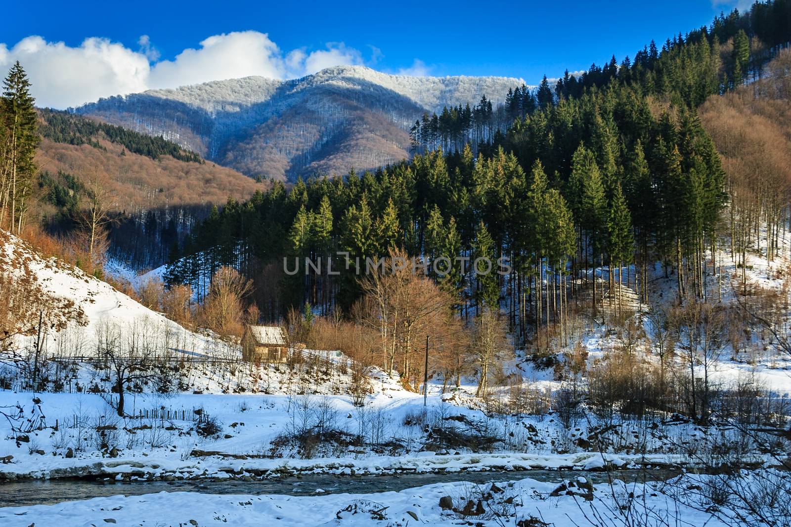coniferous forest on the snowy mountain peaks near the river in winter day