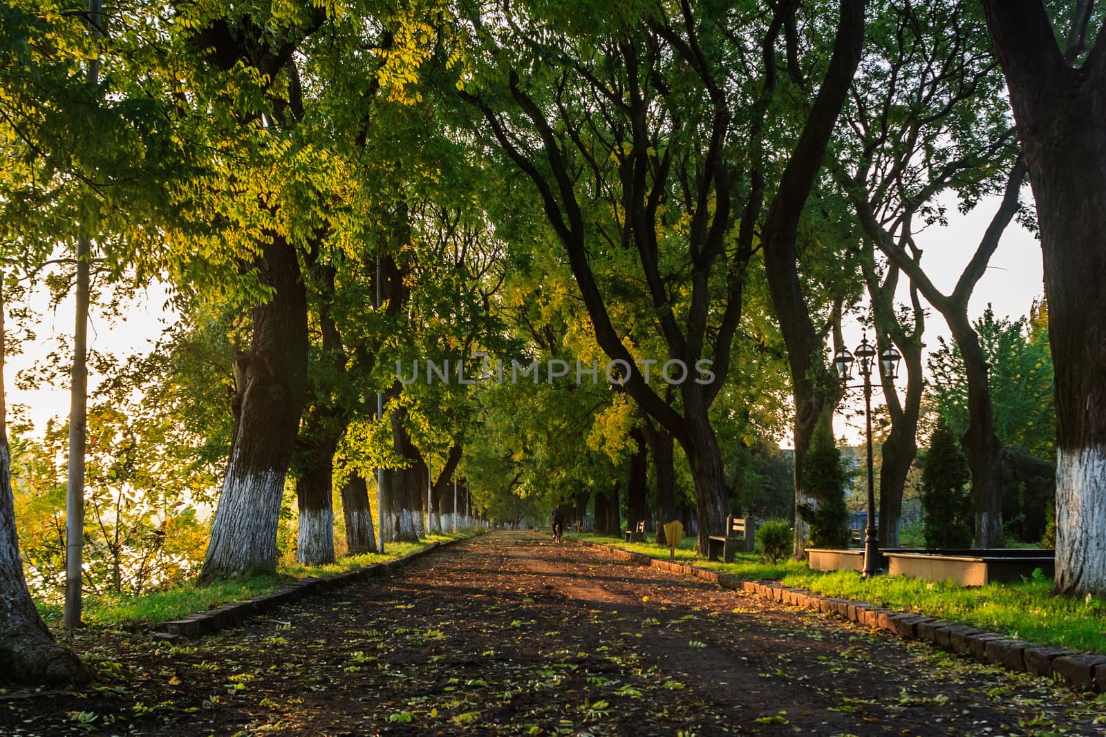 shadow of early autumn trees by Pellinni