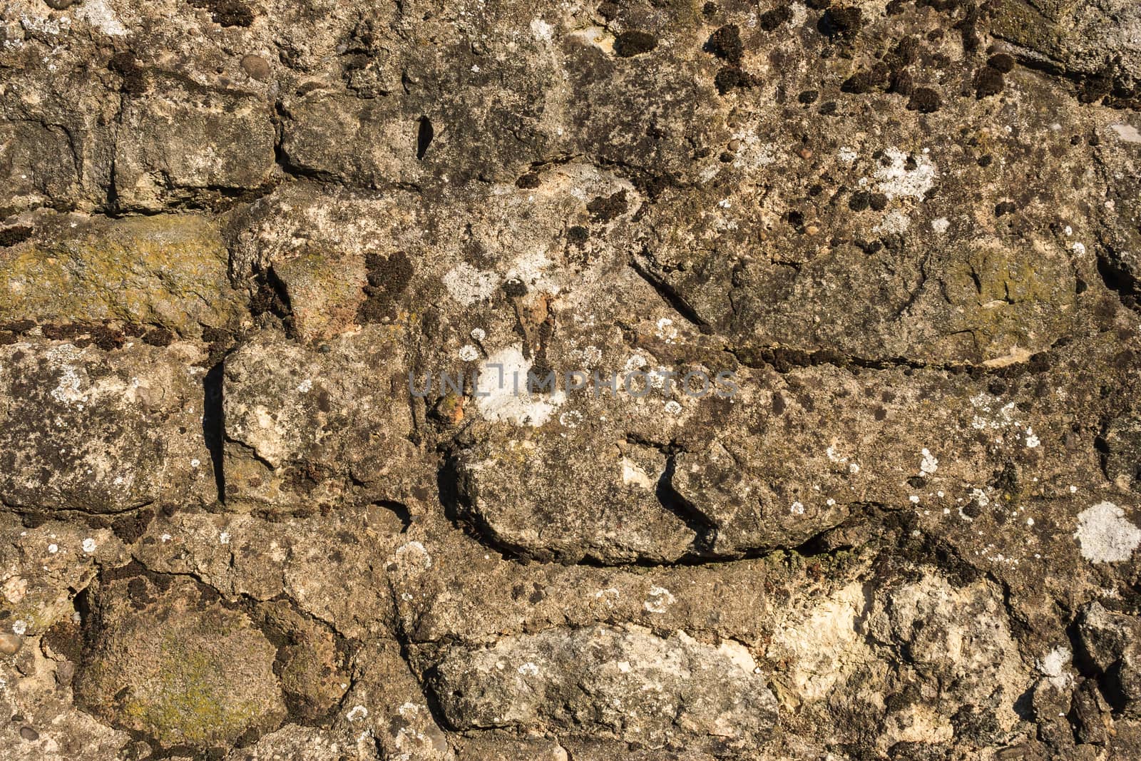 dried moss on old masonry by Pellinni