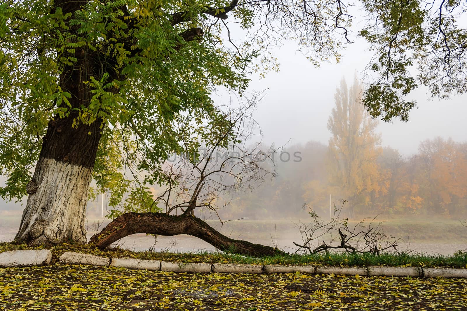 fallen branch on foggy embankment by Pellinni