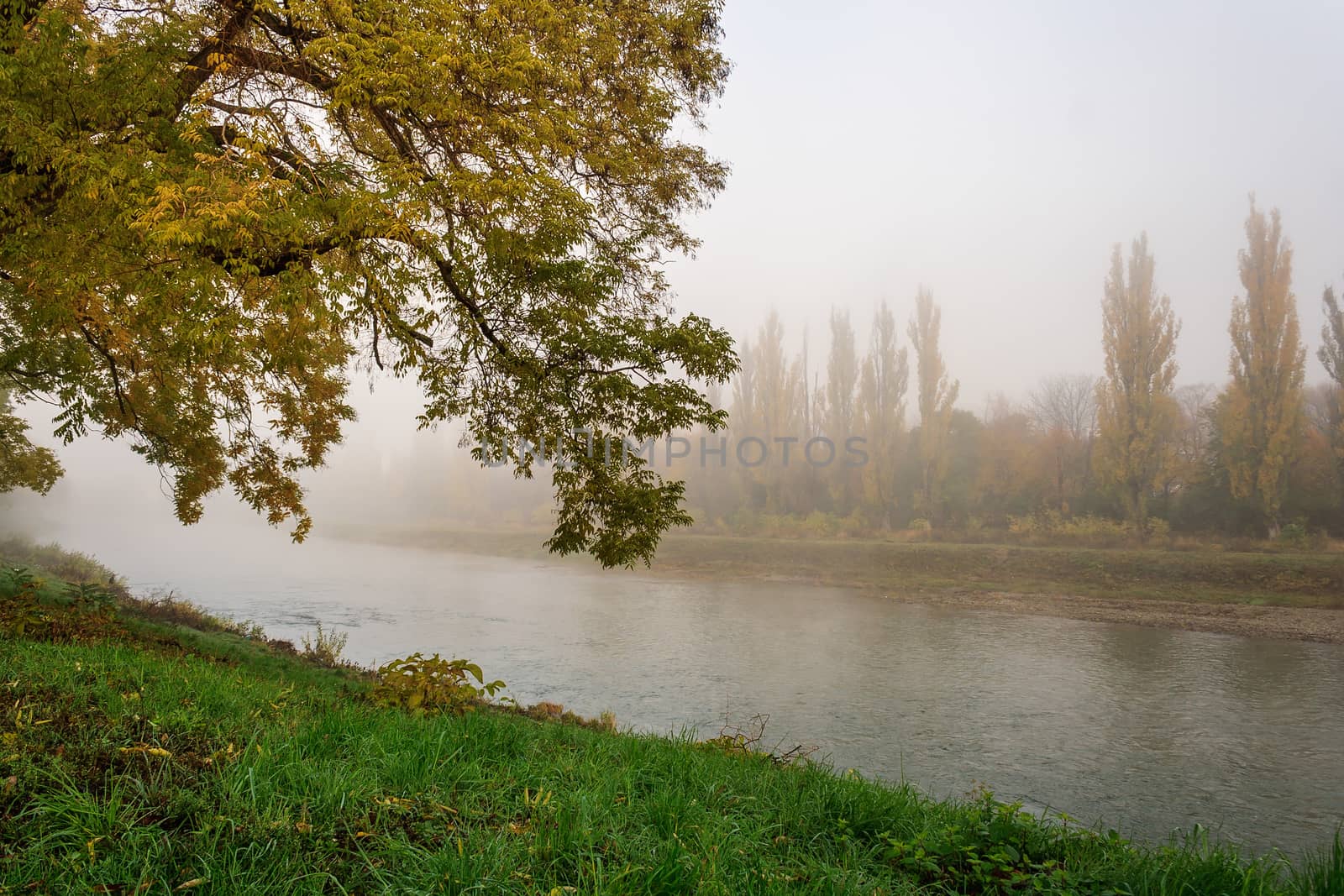 yellowing tree in fog by the river by Pellinni