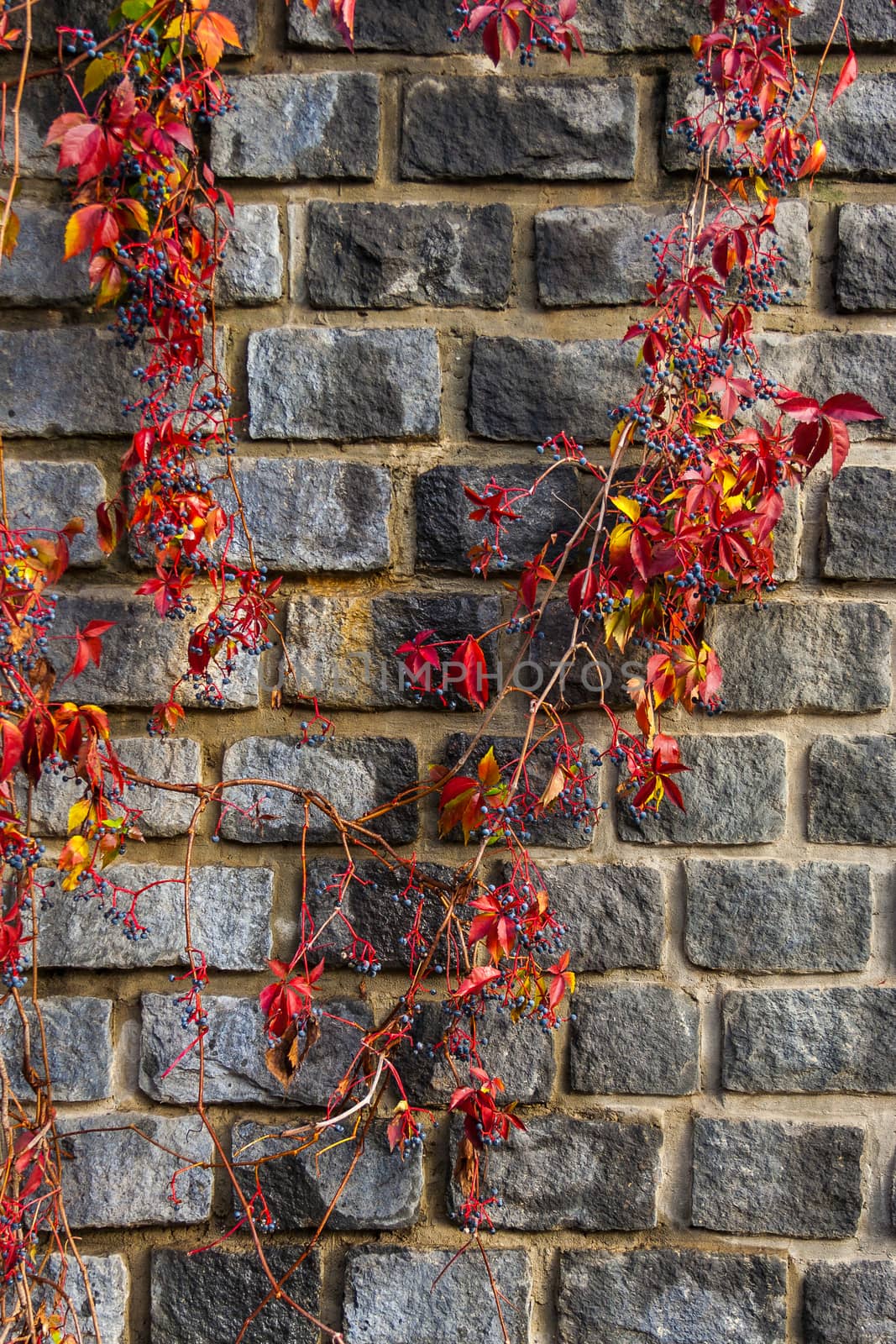 Old stone wall neatly laid with red foliage winds with dark blue berries