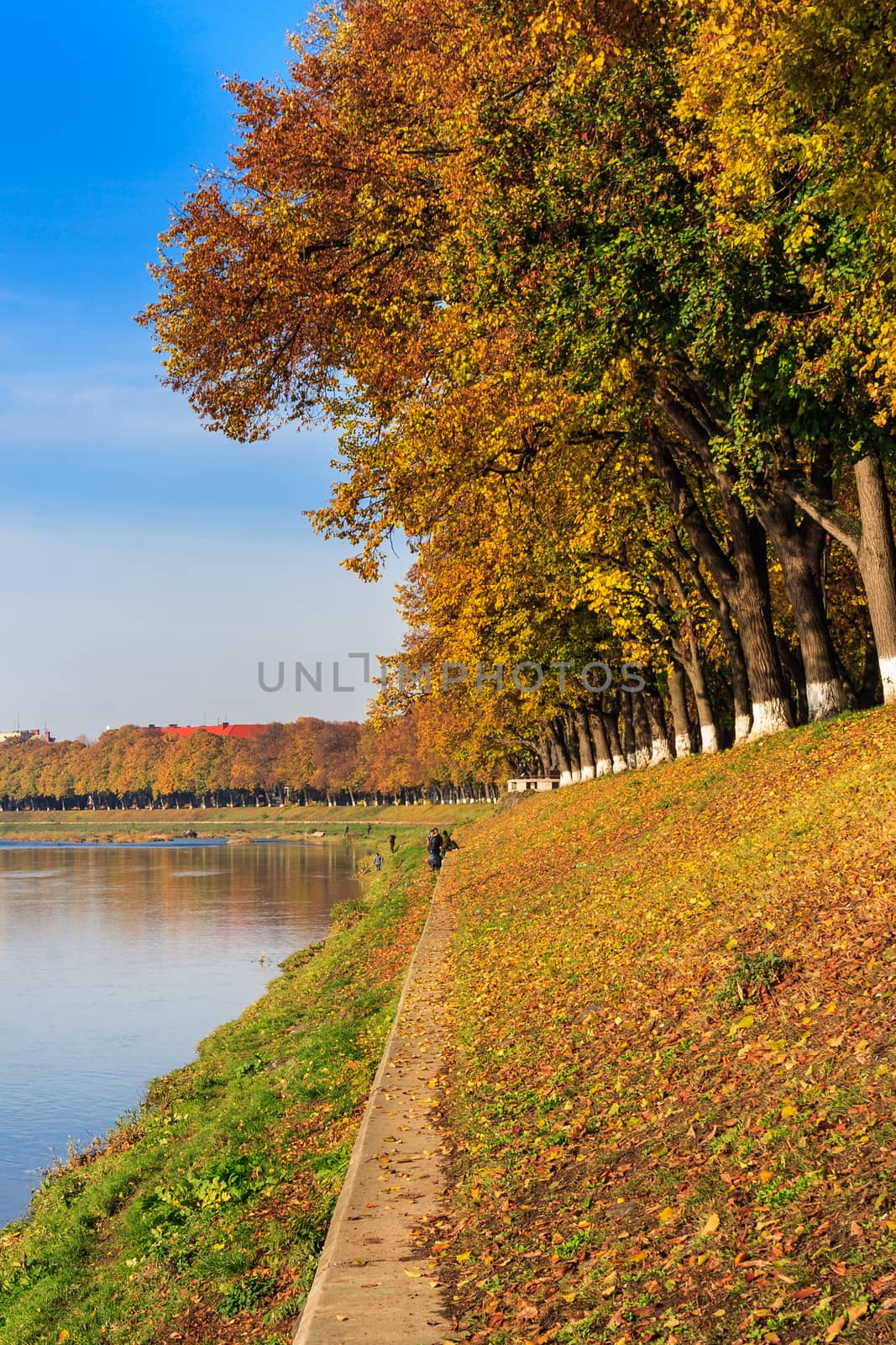 yellow autumn foliage on the embankment and the clear blue sky reflected in the river vertical