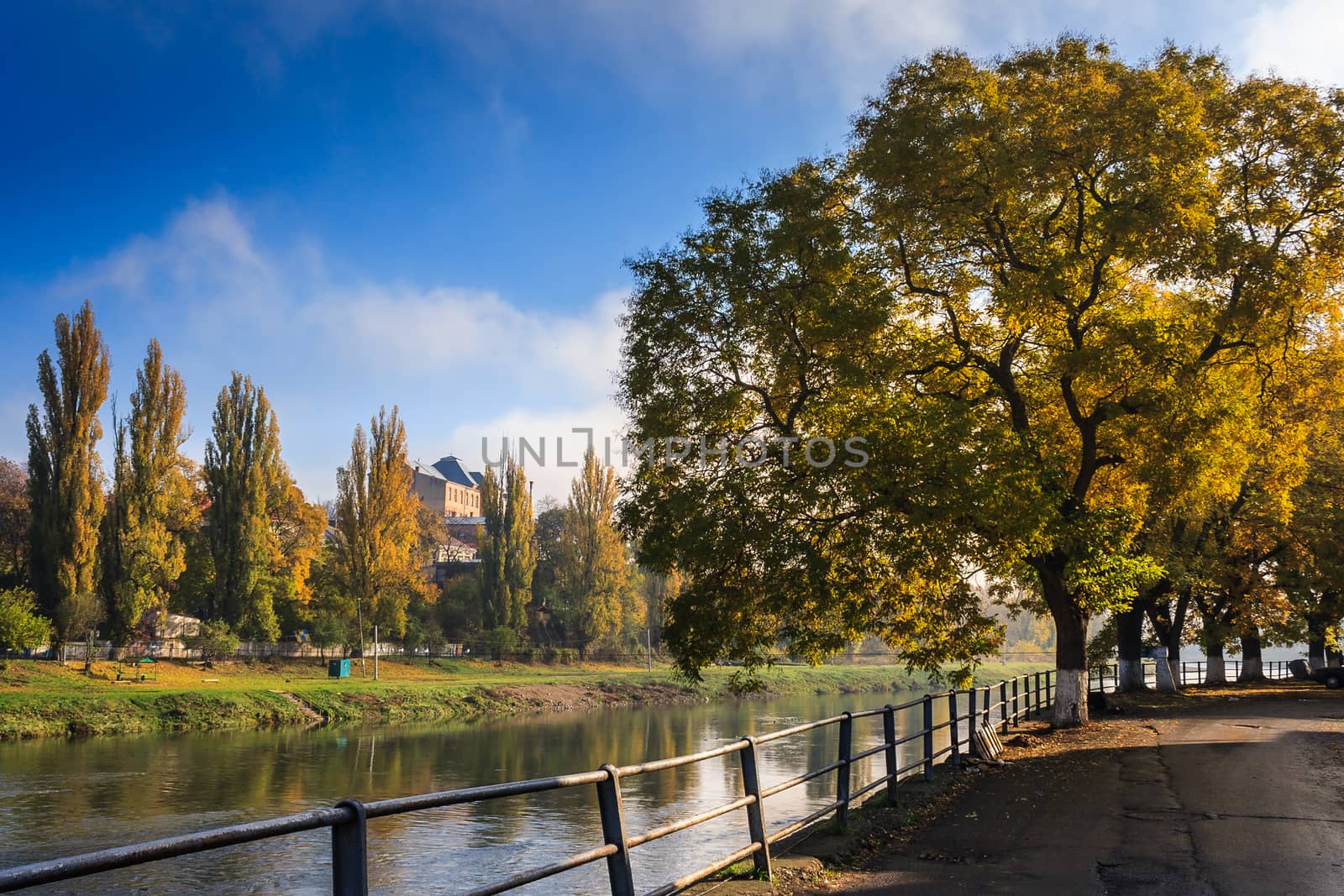 large yellow crowns of trees at the edge of embankment in the early autumn