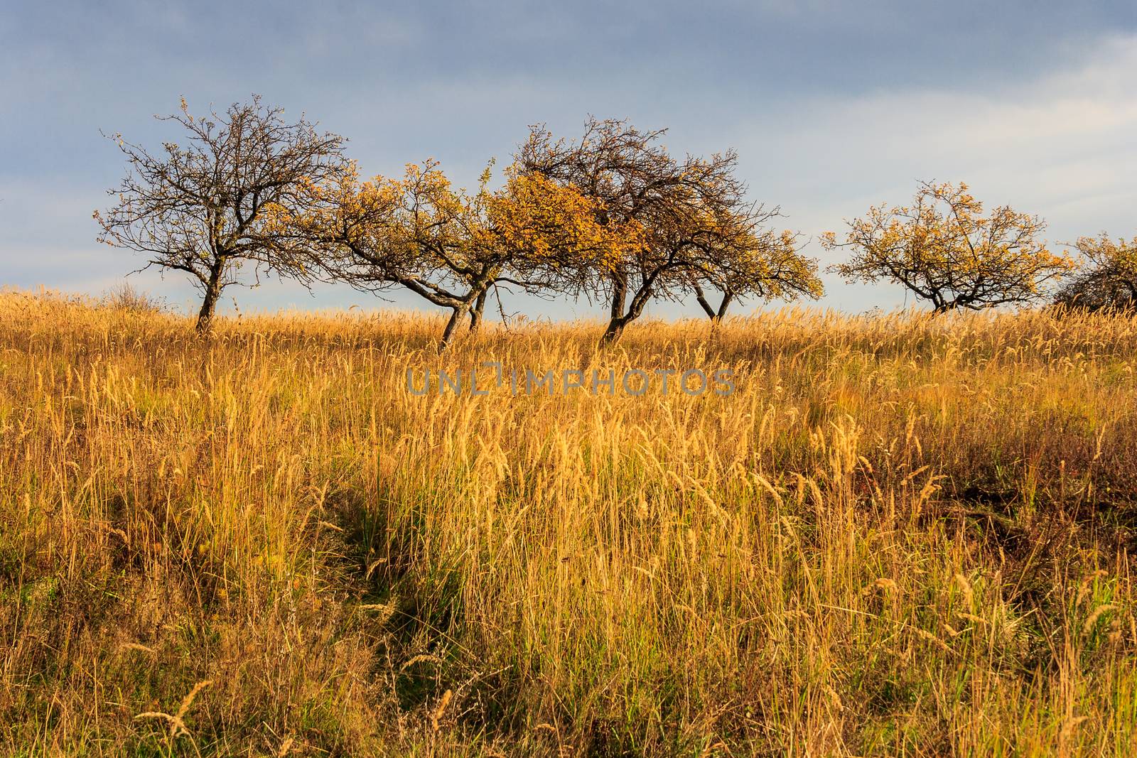 dry autumn trees and grass under a heavy gray sky by Pellinni