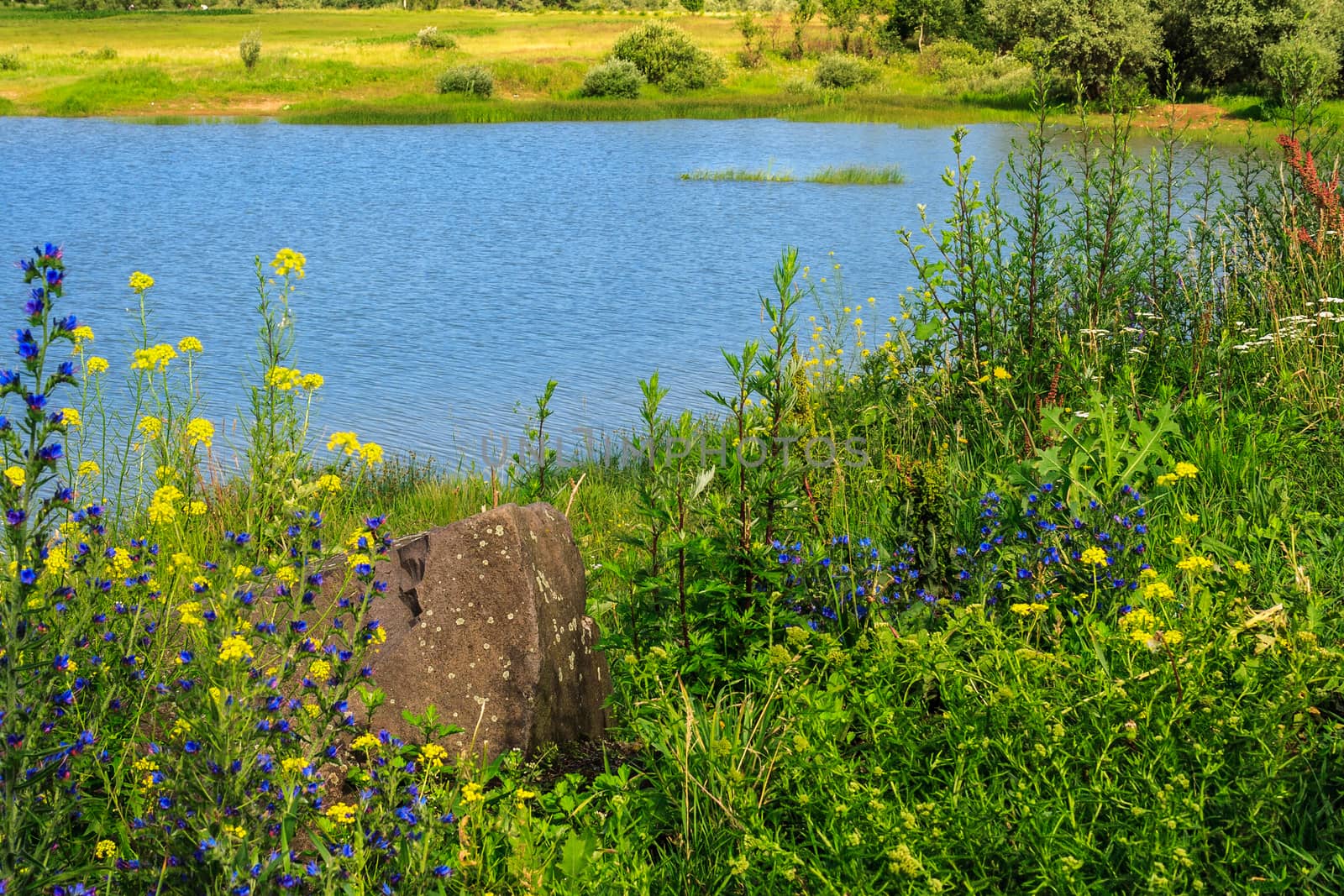 stone in the tall grass and flowers on the lake shore