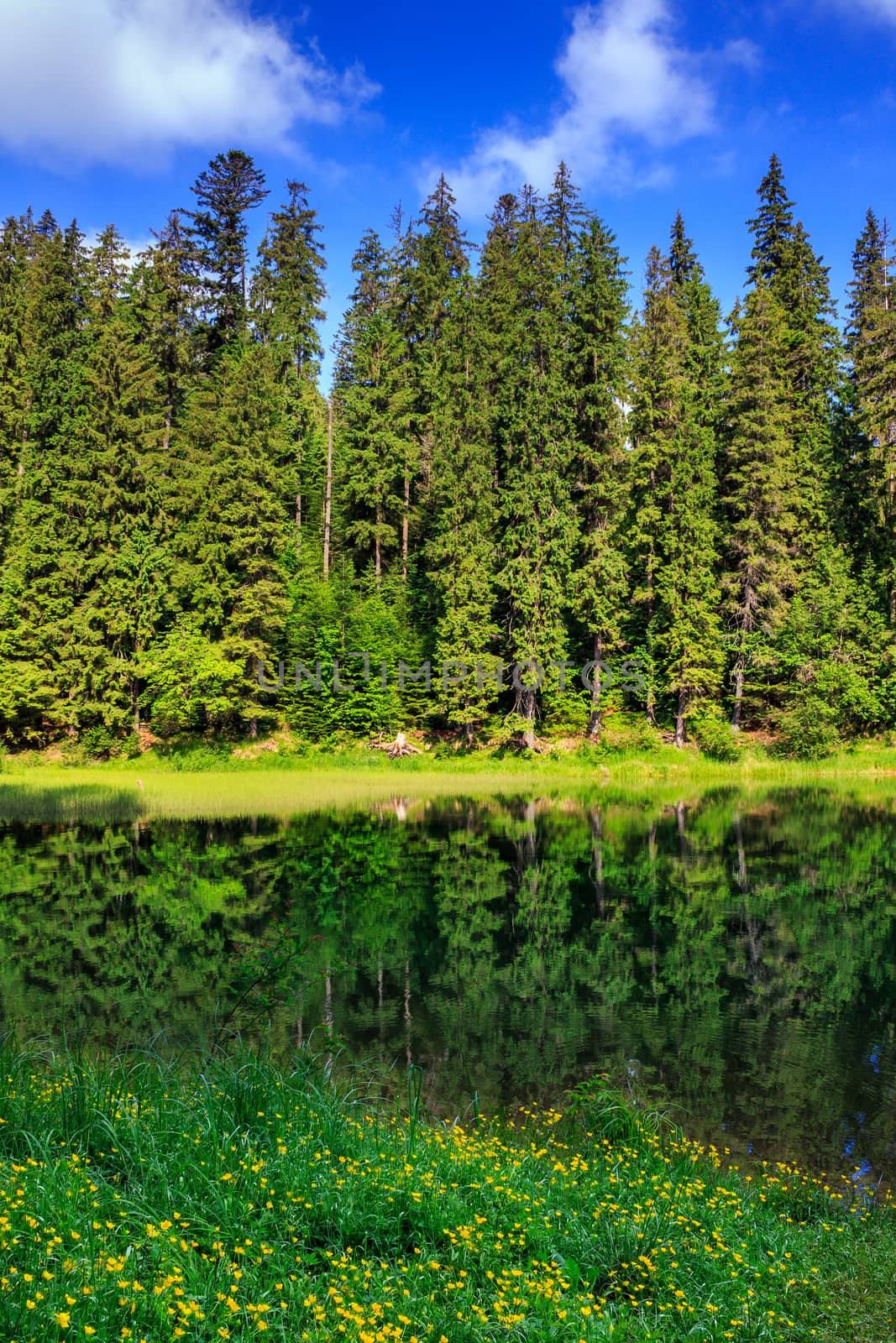 Yellow flowers on shore and pine forest reflection