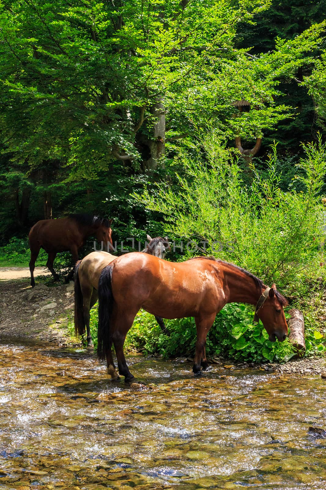 three horses came on a watering near the creek in the forest hot summer day.vertical