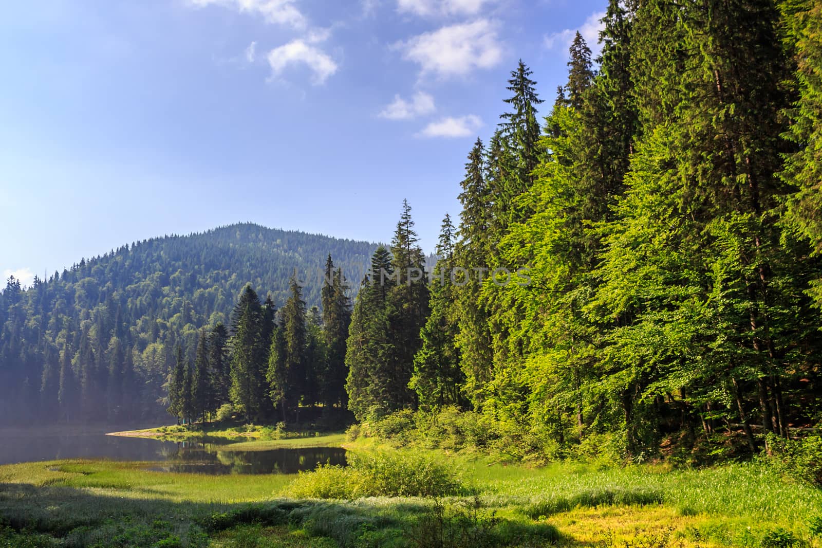 Lake in the mountains surrounded by a pine forest in the early morning