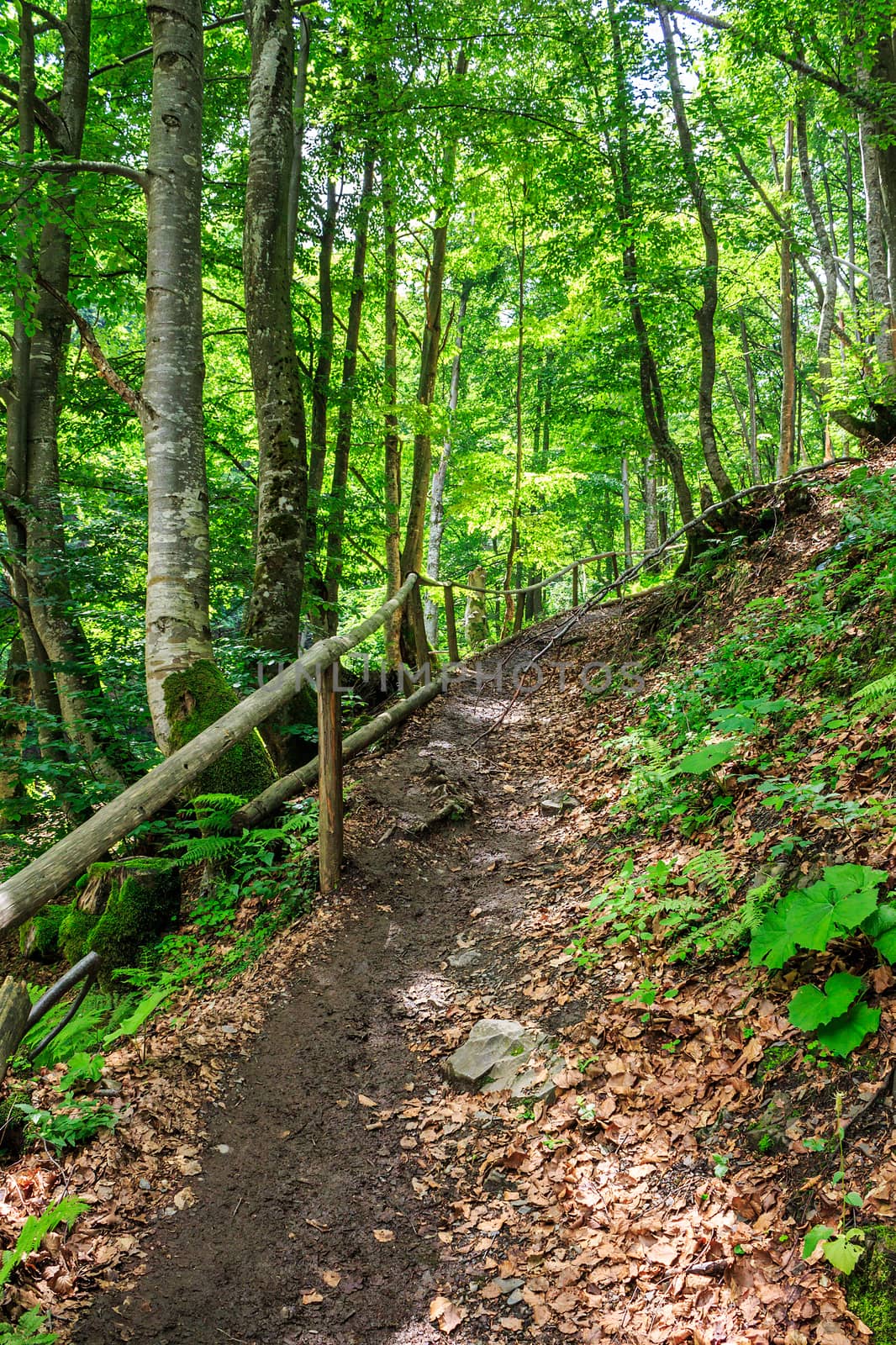 pathway in a forest among the tall trees, rises up