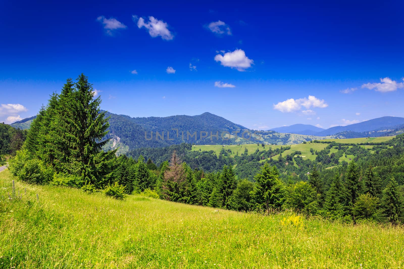 green meadow with trees in front of a mountain view on serene summer day