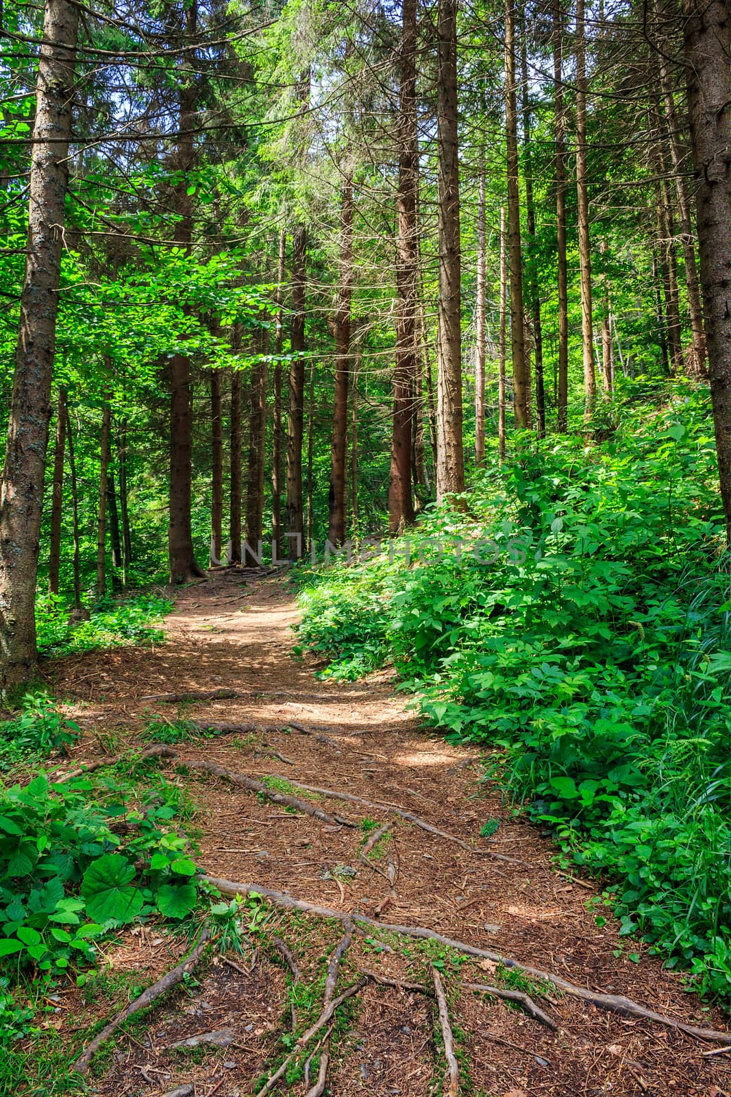 pathway in a forest among the tall trees, rises up