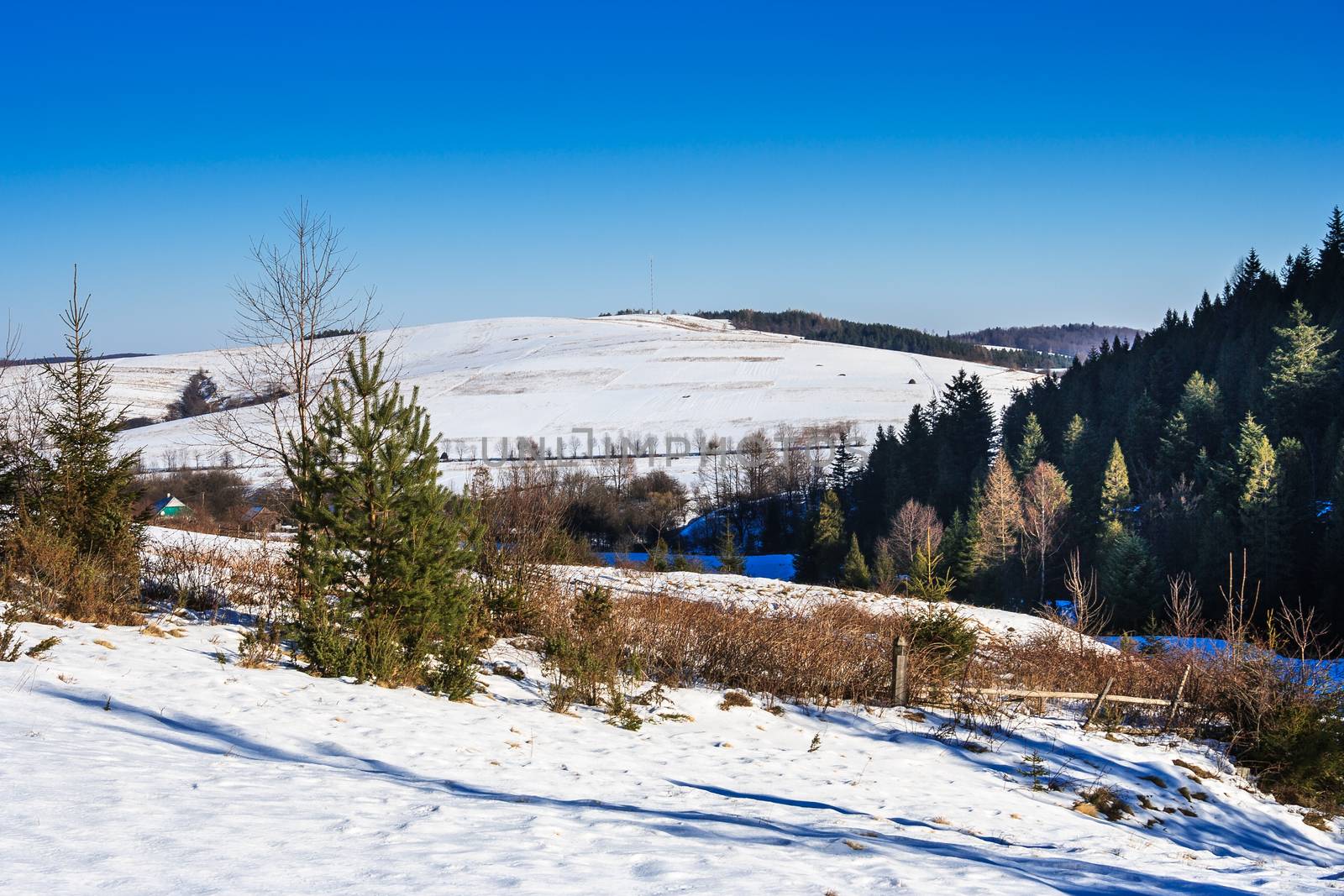 winter landscape with snow-covered pine forest on the hillside