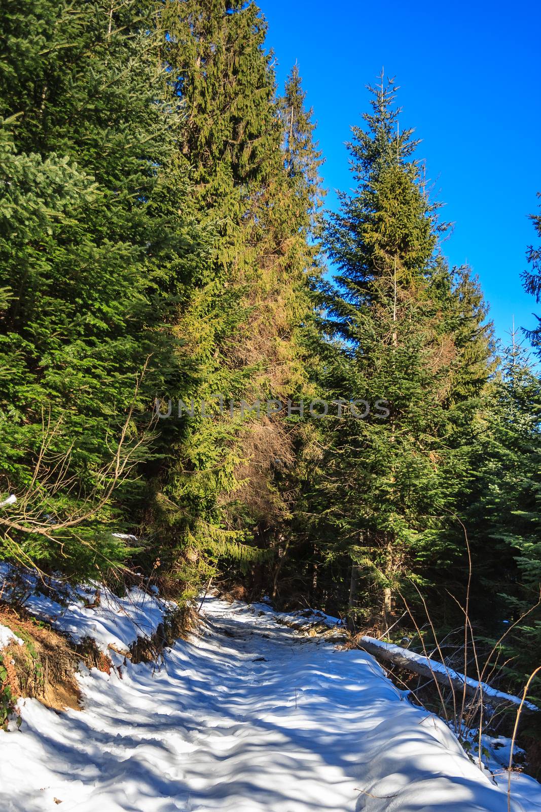 snow-covered pathway going up to the coniferous forest on sunny winter day