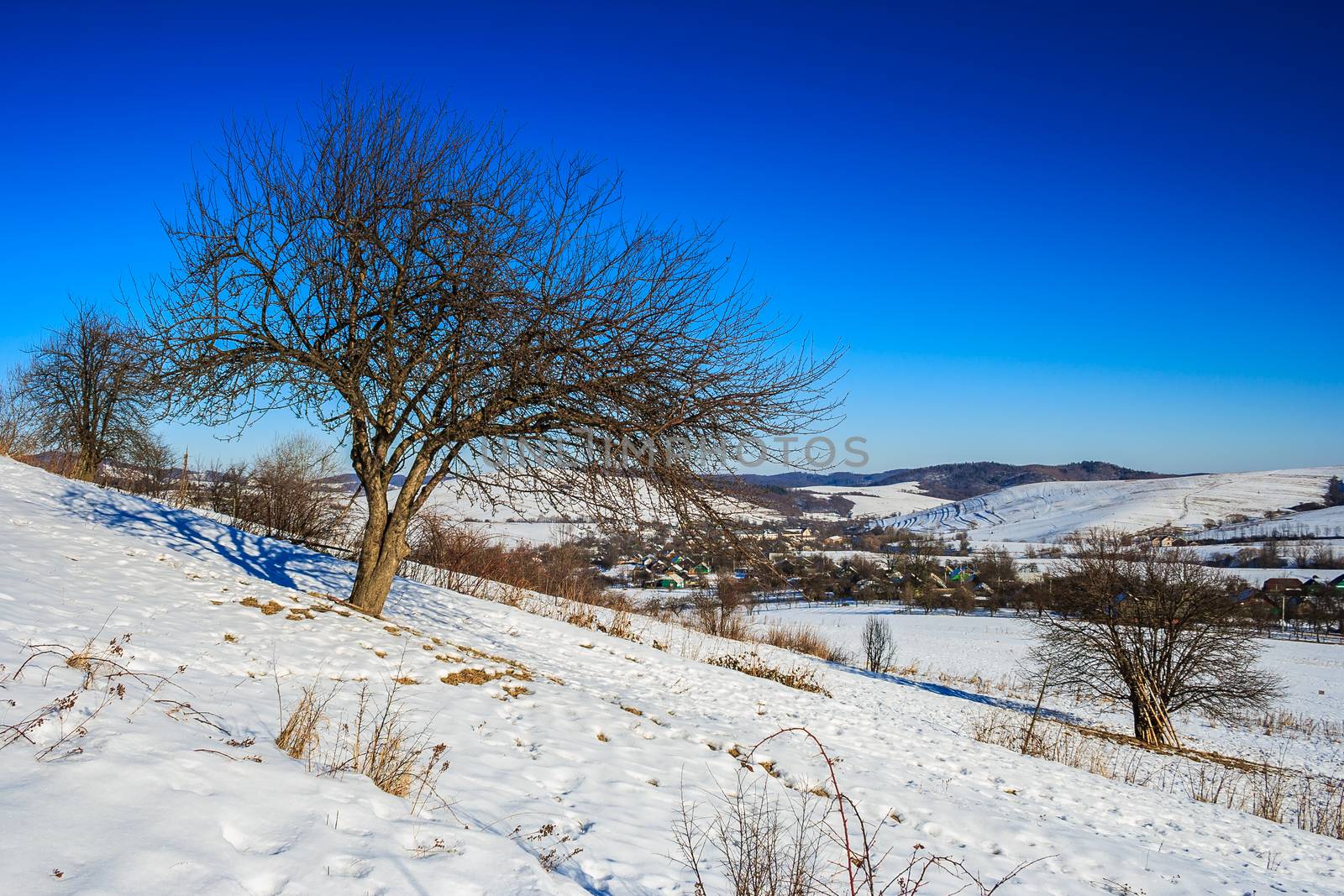 Bare trees on a snow-covered hillside near the village in the mountains, under the frosty blue sky